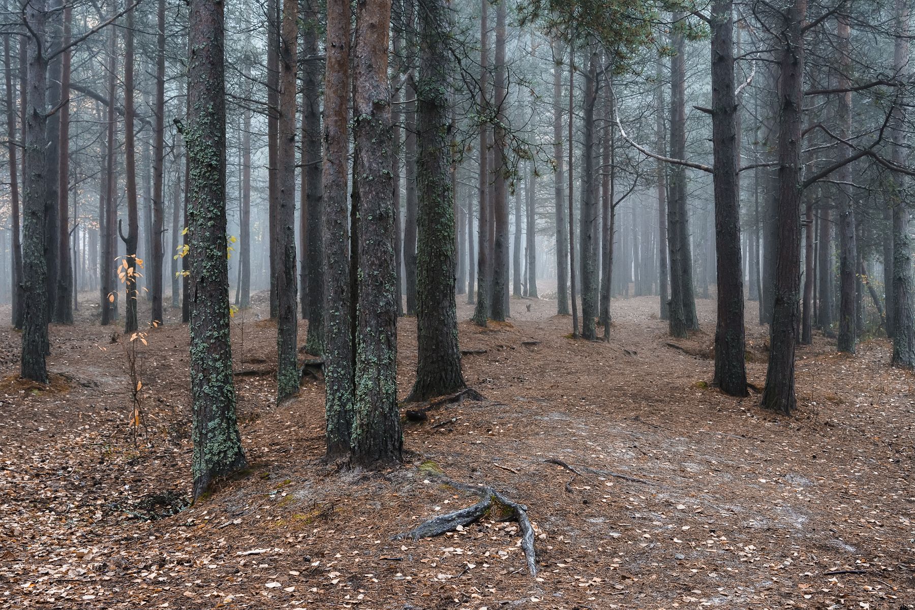 осень сентябрь лес утро туман тишина сосны деревья, Ра Вера
