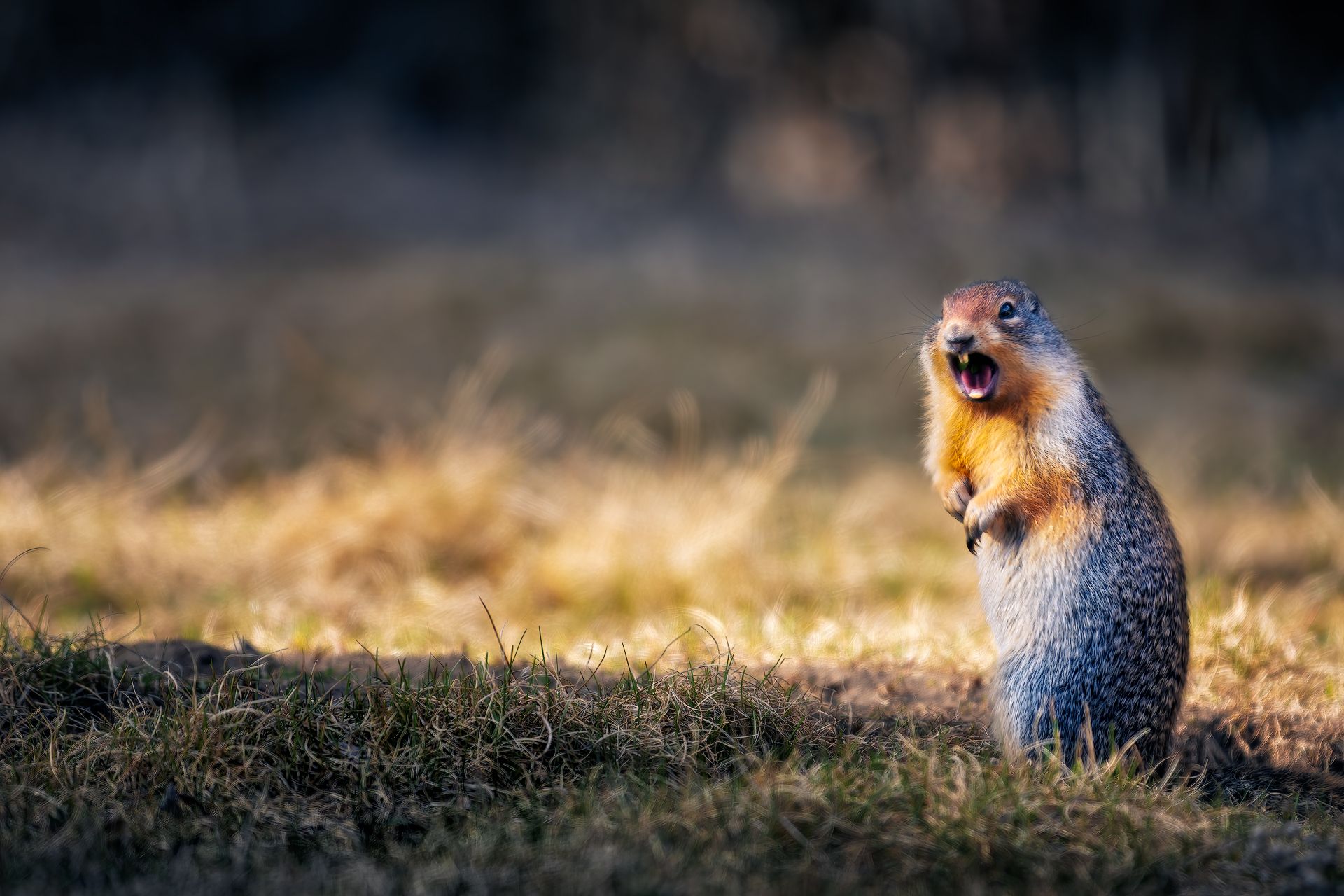 animal, mouse, mice, grass, grassland, meadow, prairie, dog, outdoor, nature, shout, summer, aggressive, cute, Huapu Zhao
