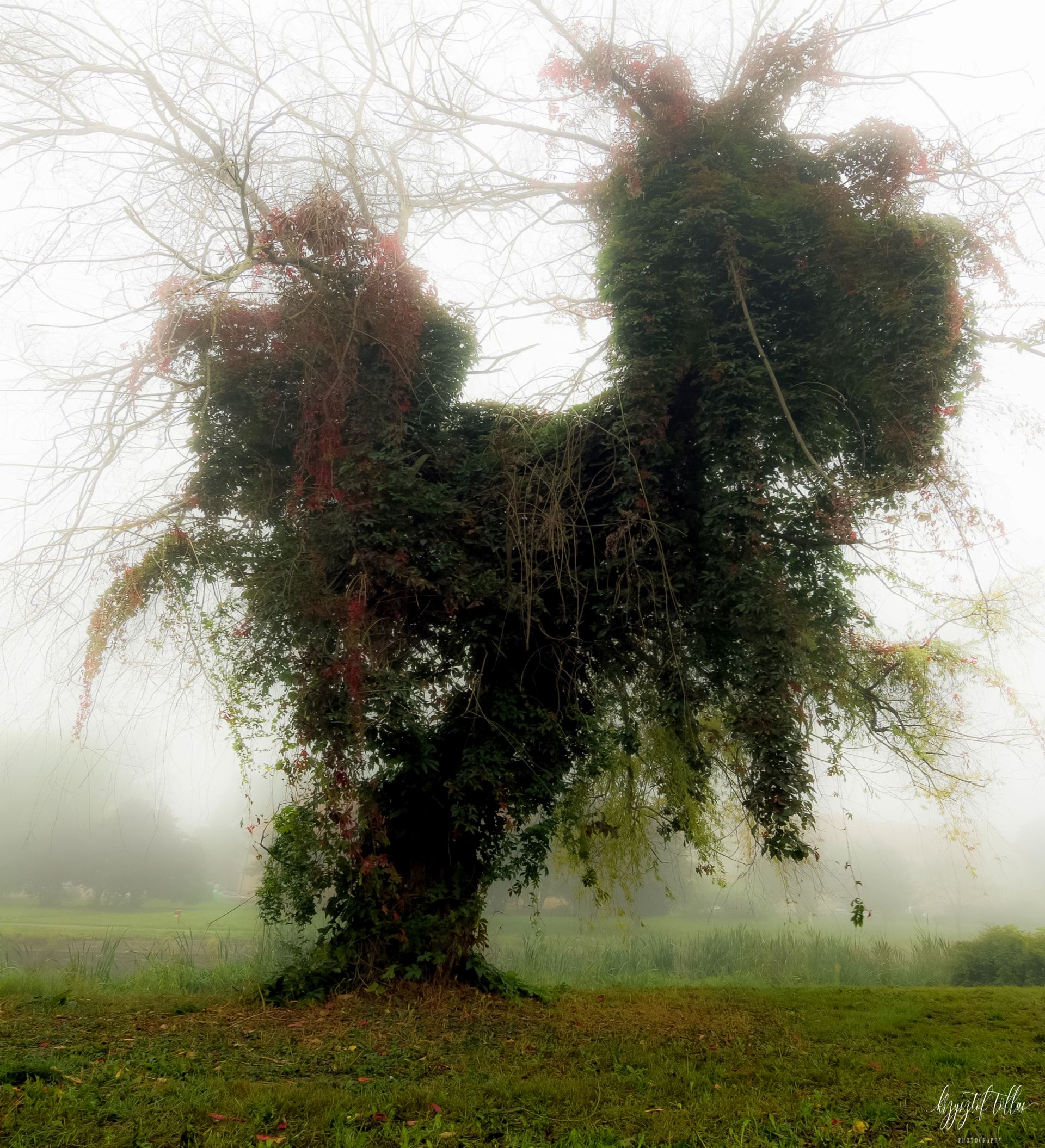 Tree  nature  fog  melancholy  autumn  morning  atmosphere  ivy  landscape  light  mist  nikon  Landscape - Scenery, Krzysztof Tollas