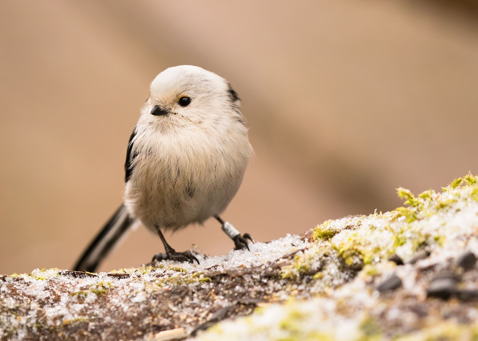 , Robert Adamec