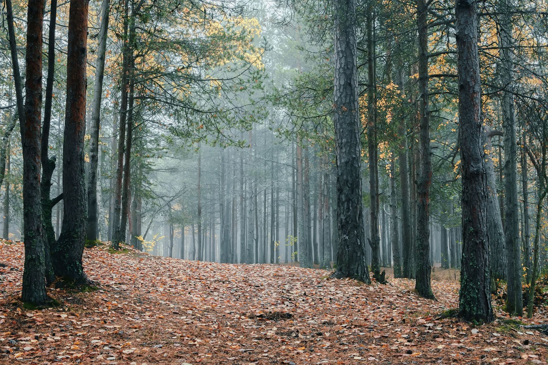осень, сентябрь, утро, лес, туман, тишина, деревья, сосны, листья, Ра Вера