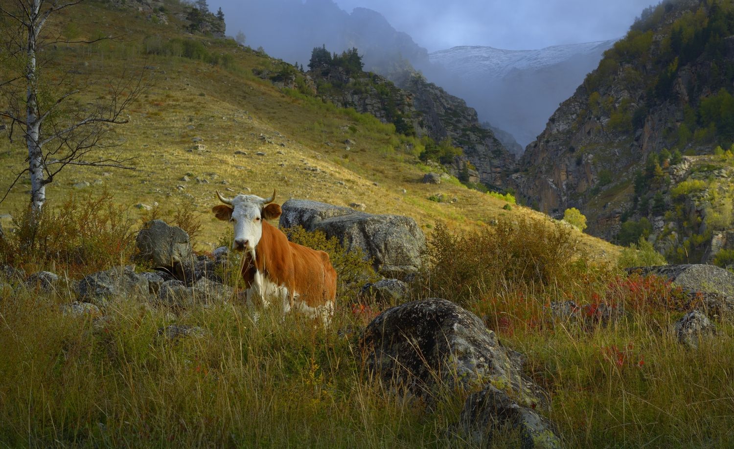 горы осень корова, Александр Жарников