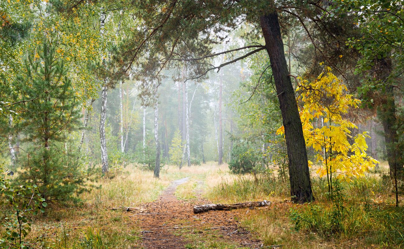 лес осень сентябрь, Галанзовская Оксана