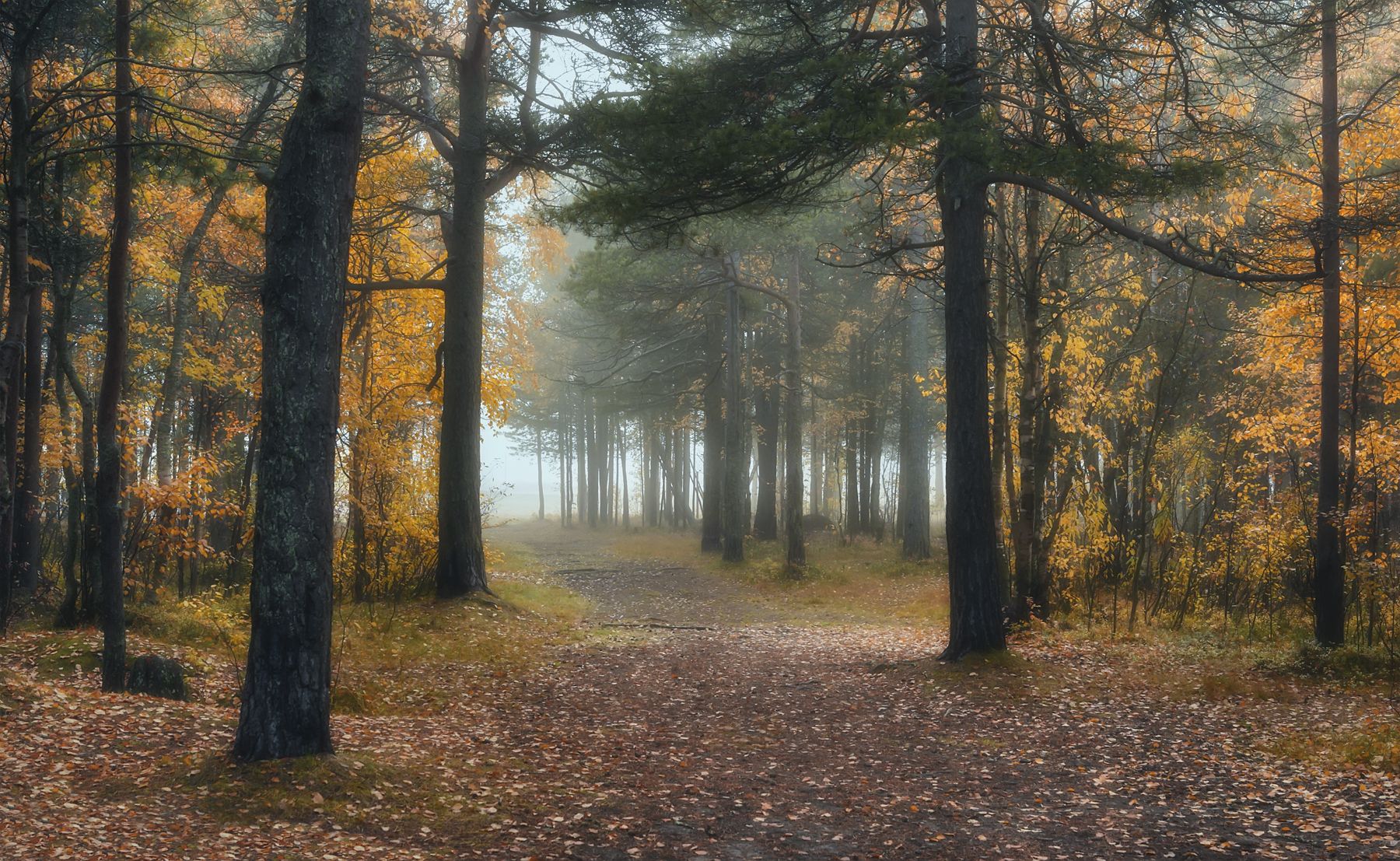 осень сентябрь утро туман лес дорога тишина кусты деревья сосны листья опавшие, Ра Вера