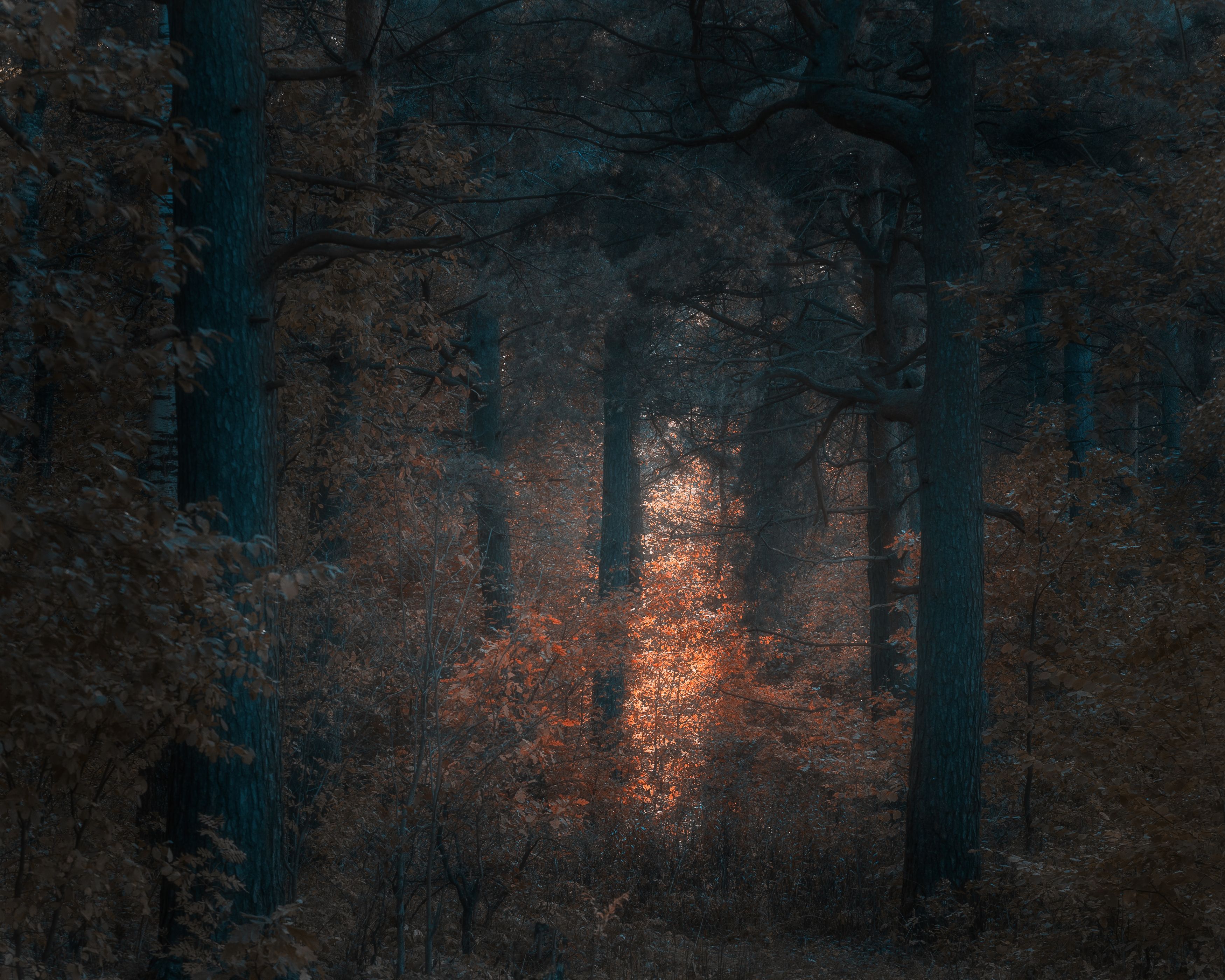 лес, природа, осень, свет, пейзаж, Мартыненко Дмитрий