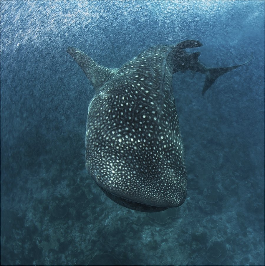 индийский океан, мальдивы, китовая акула, Сергей Гаспарян