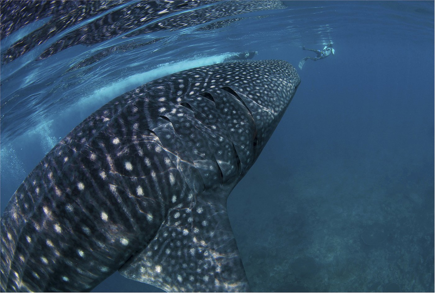 индийский океан, мальдивы, китовая акула, Сергей Гаспарян