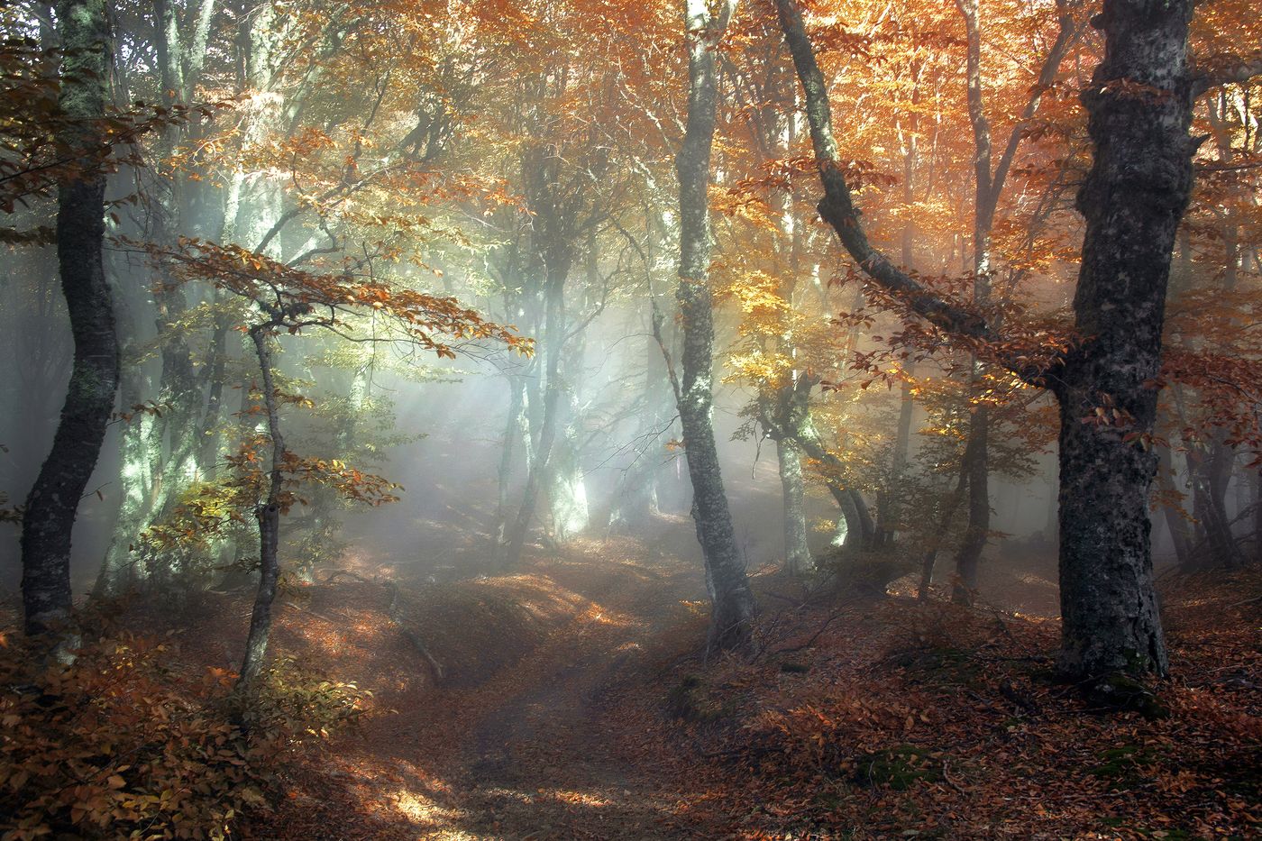 Осенний Эльфийский лес