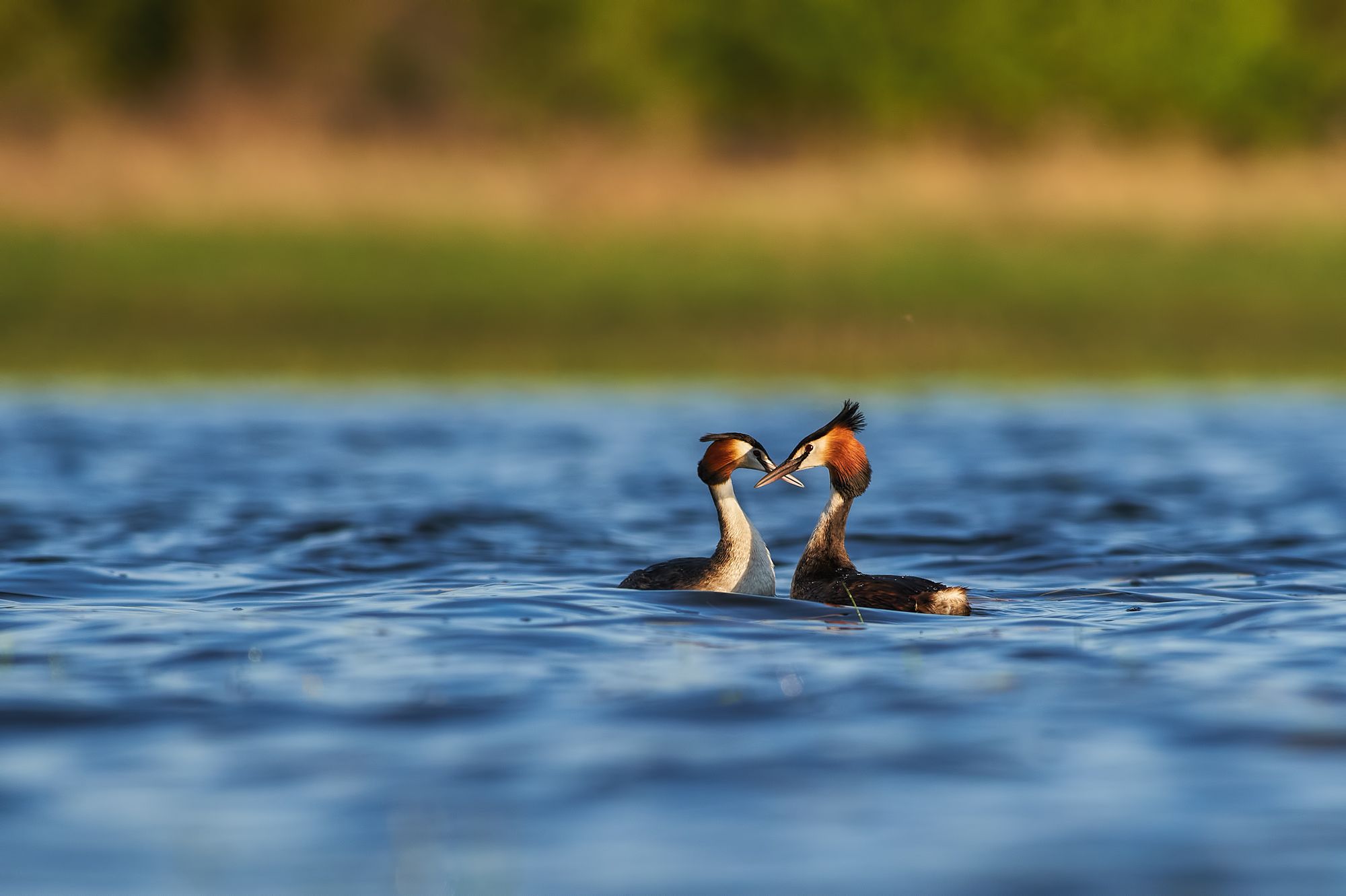 nature, wildlife, birds, Калин Ботев