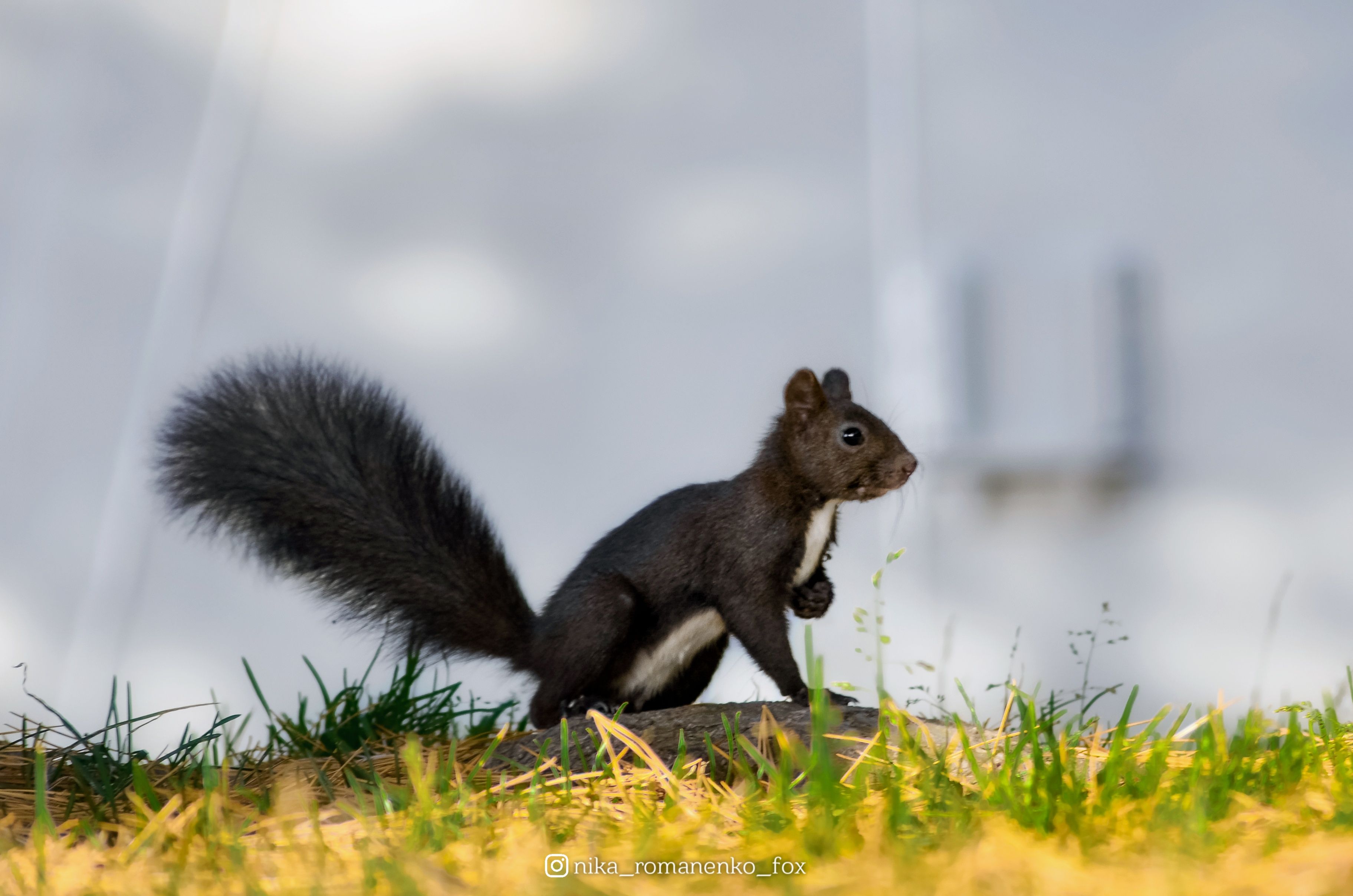 #белка, #squirrel, Вероника Романенко