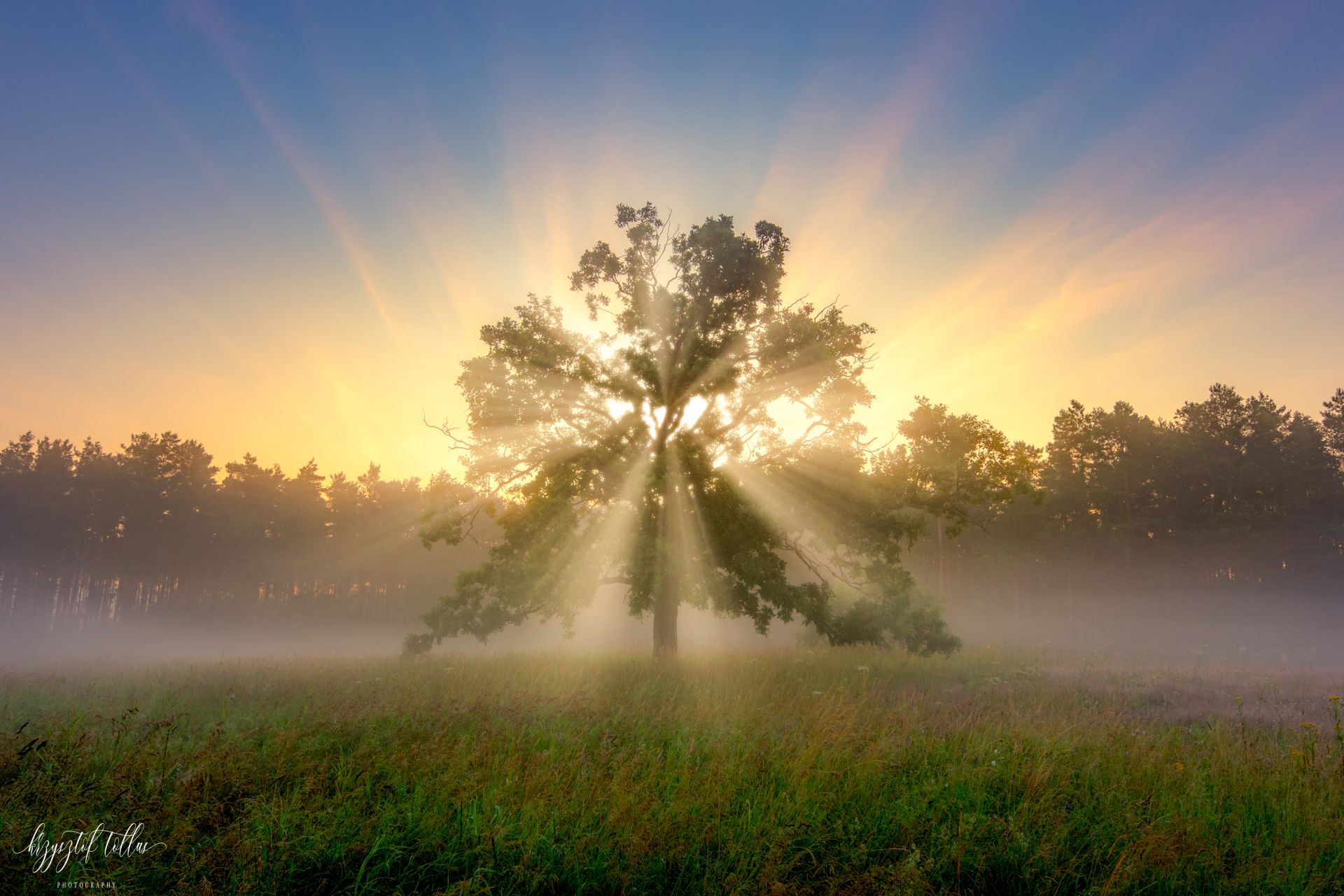 tree, mist, light, dawn, sun, landscape, forest, sky, nature, fog, sunlight, nikon, , Krzysztof Tollas