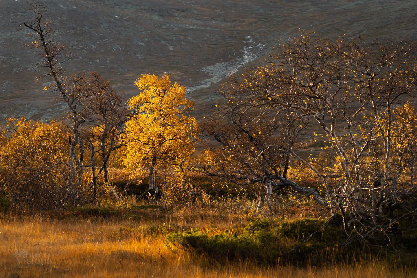 autumn,leaves,golden,yellow,mountains,birch,tree,sylan,norway,norwegian,, Adrian Szatewicz