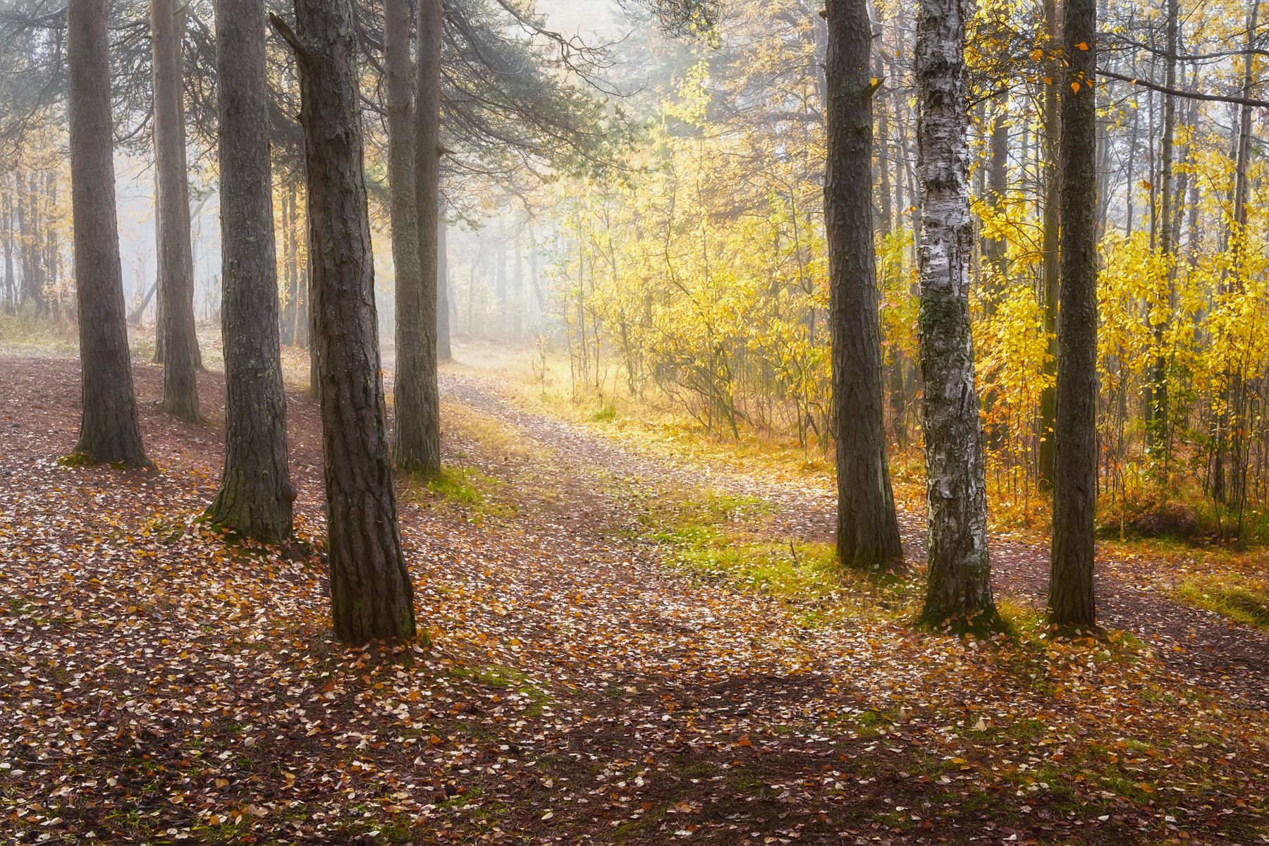 осень сентябрь утро лес туман тишина кусты деревья листья тропки, Ра Вера