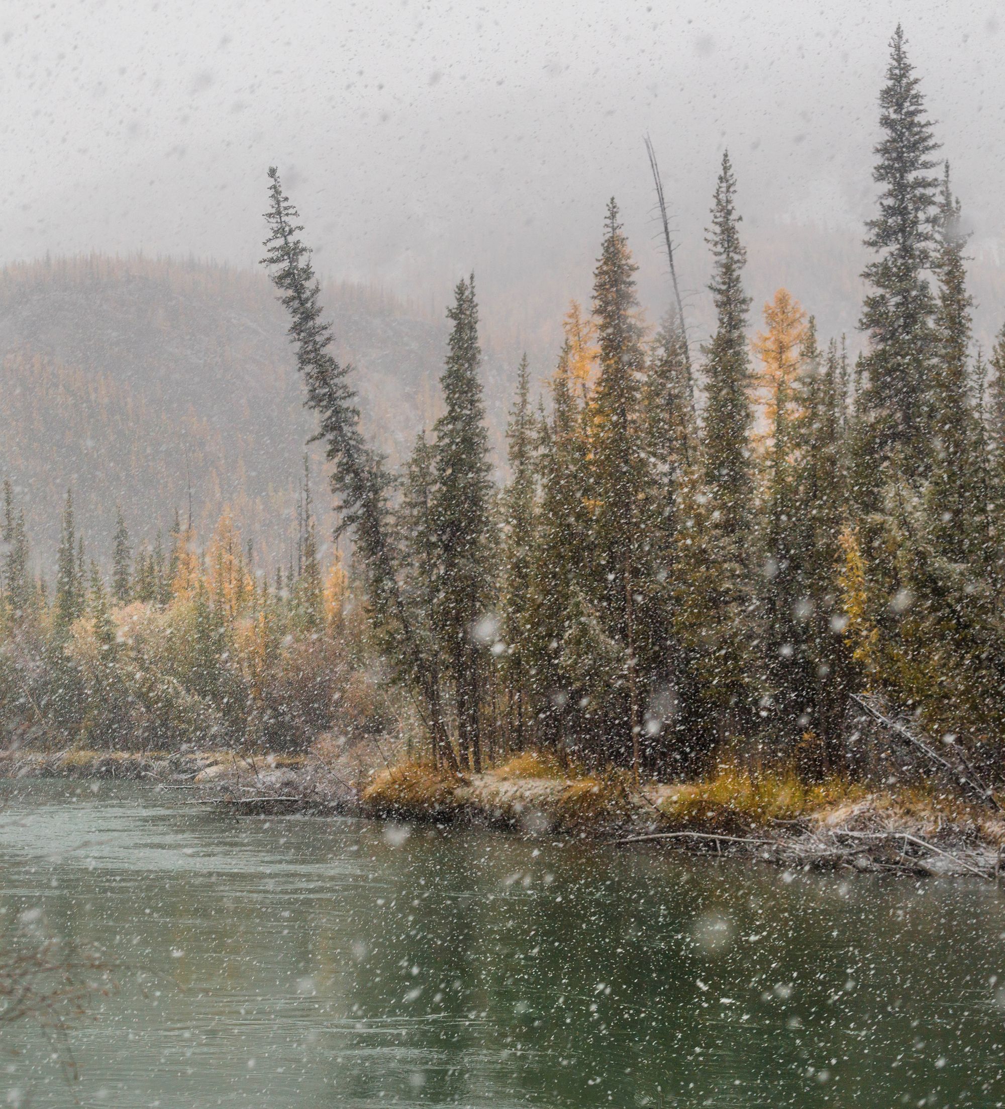 река, алтай, осень, снег, природа, пейзаж, снегопад, Павел Ващенков