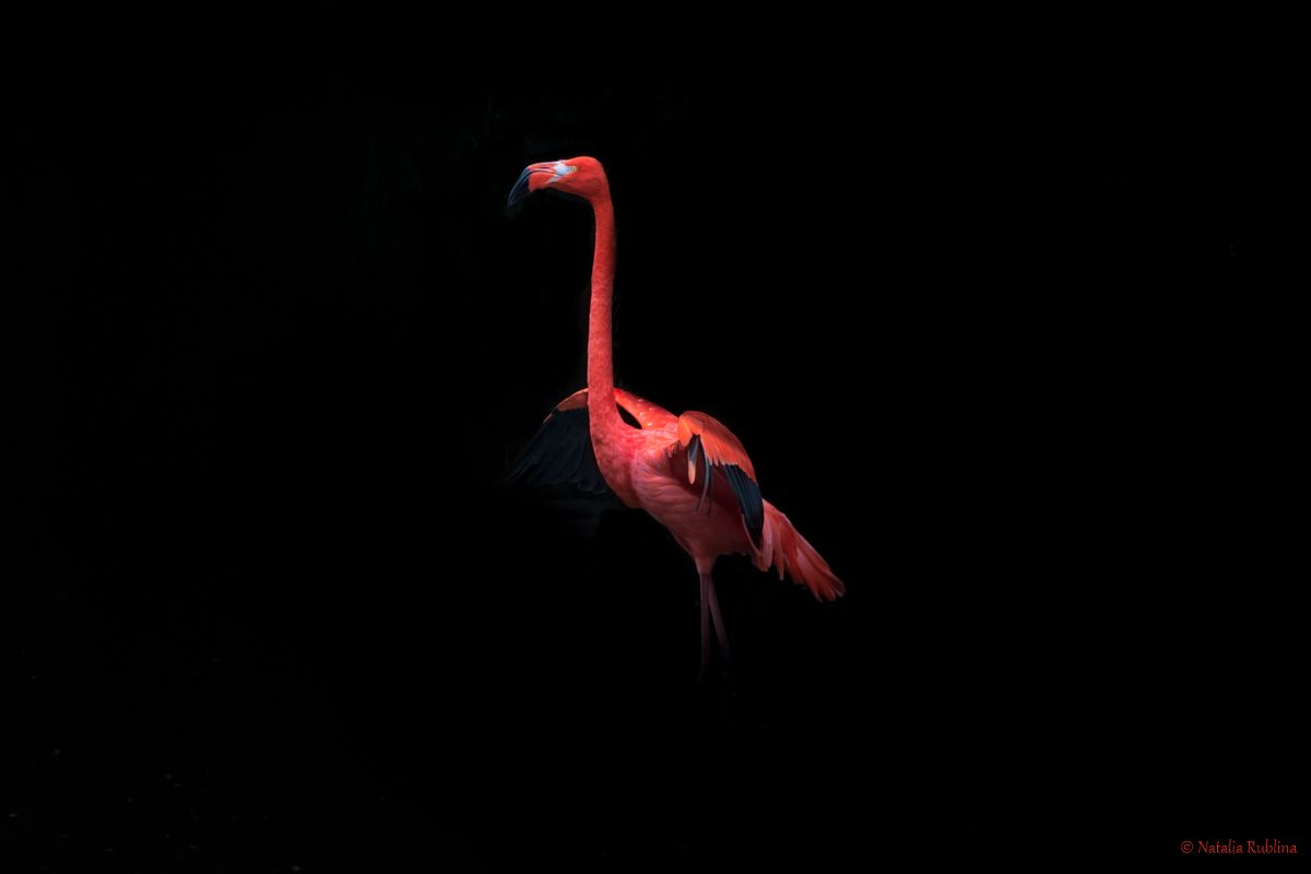 flamenco style,flamingo,flamenco,bird,animal,birds,animals,mood,flamingo,flamingos,caribbean flamingo,птицы,животные,птица,фламинго,фламенко, Наталья Рублина
