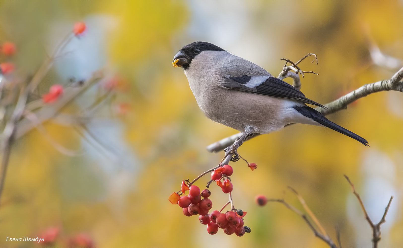 bird of prey, animal, birds, bird,  animal wildlife,  nature,  animals in the wild, bullfinch, птицы, птица, Елена Швыдун