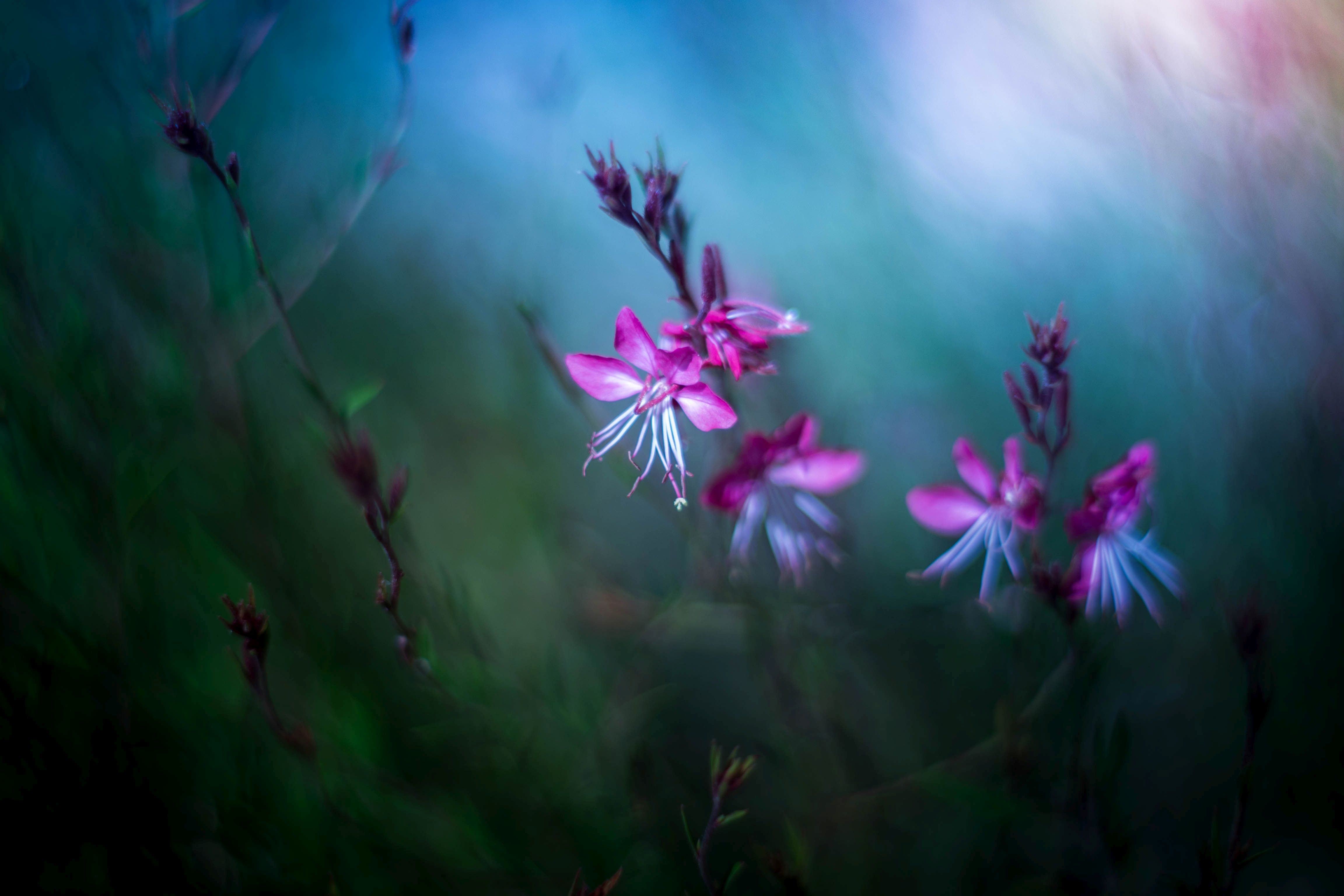 white,bokeh,zenit,helios,85mm,flowers,nature,blue,white,pink,, Борислав Алексиев