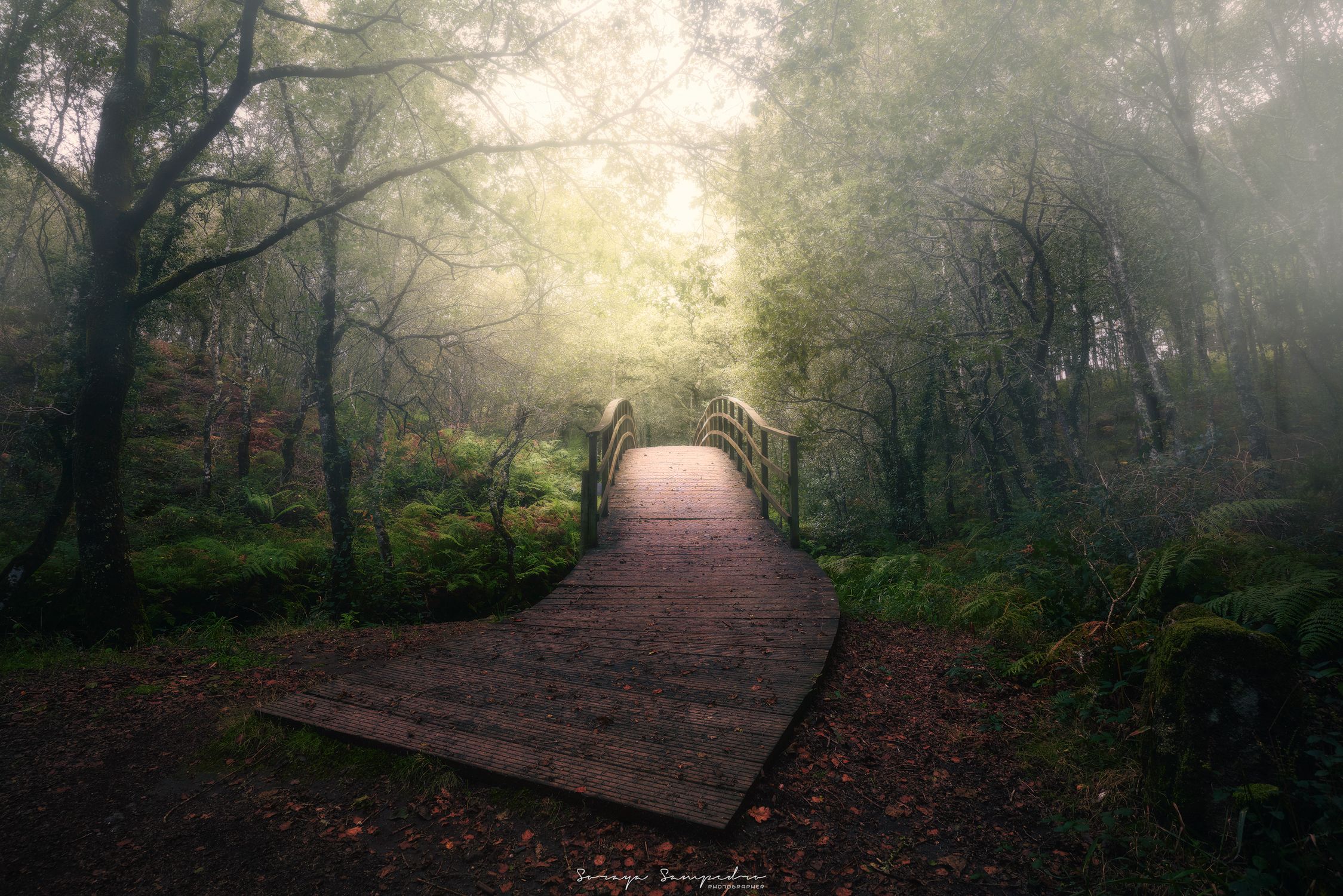 #river #bridge #foggy #wood #humidity #intothewood #autumn #red, SORAYA SAMPEDRO