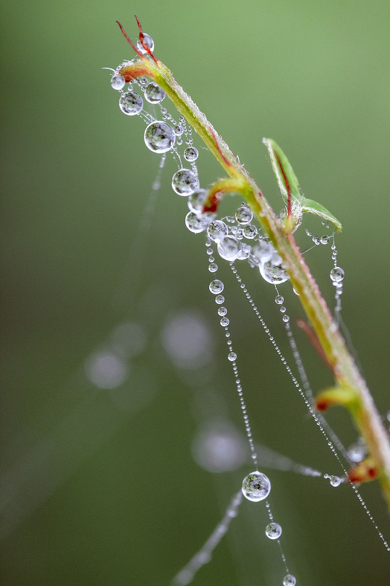 tokina 100 macro, beautiful, красивый, moment, момент, nature, природа, летняя, summer, лето, macro, макро, close-up, крупный план, hazy, туманно, droplets, капли, капельки, dew, роса,, Наталья Терентьева