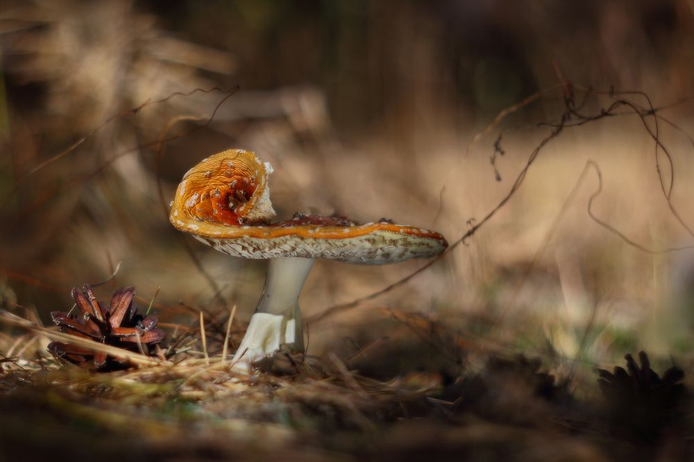 осень, грибы, октябрь, гриб, лес, Петриченко Валерий