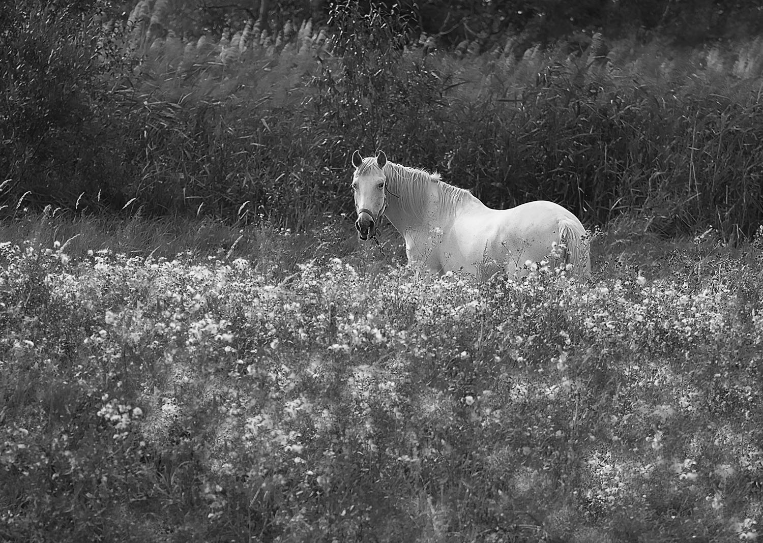 лошадь, красота, поле,природа, horse, beautiful, field, nature, Юлия Стукалова