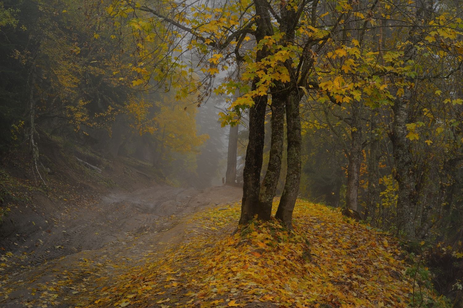 осень листва утро лес туман дорога, Александр Жарников