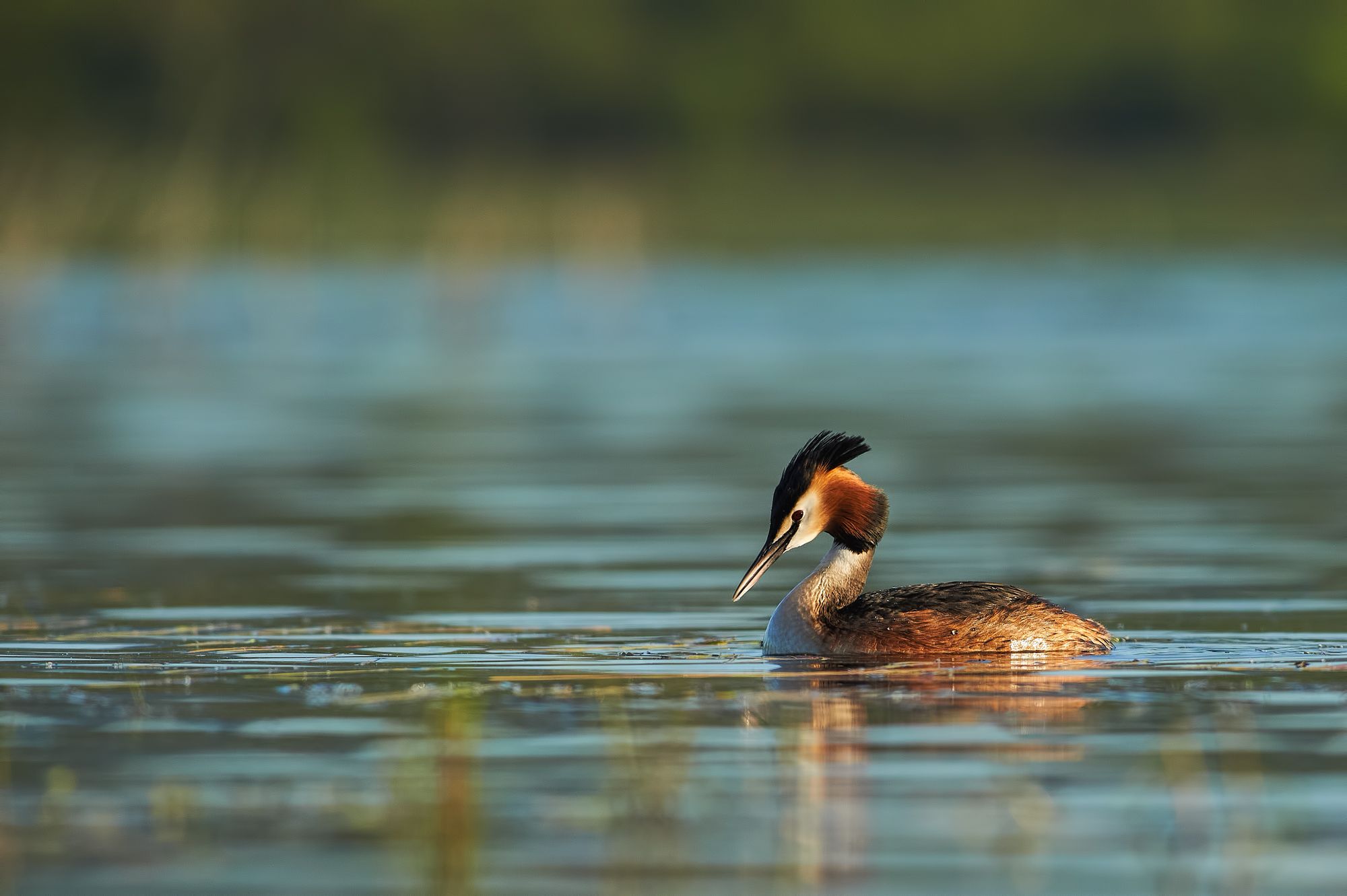 nature, wildlife, birds, Калин Ботев