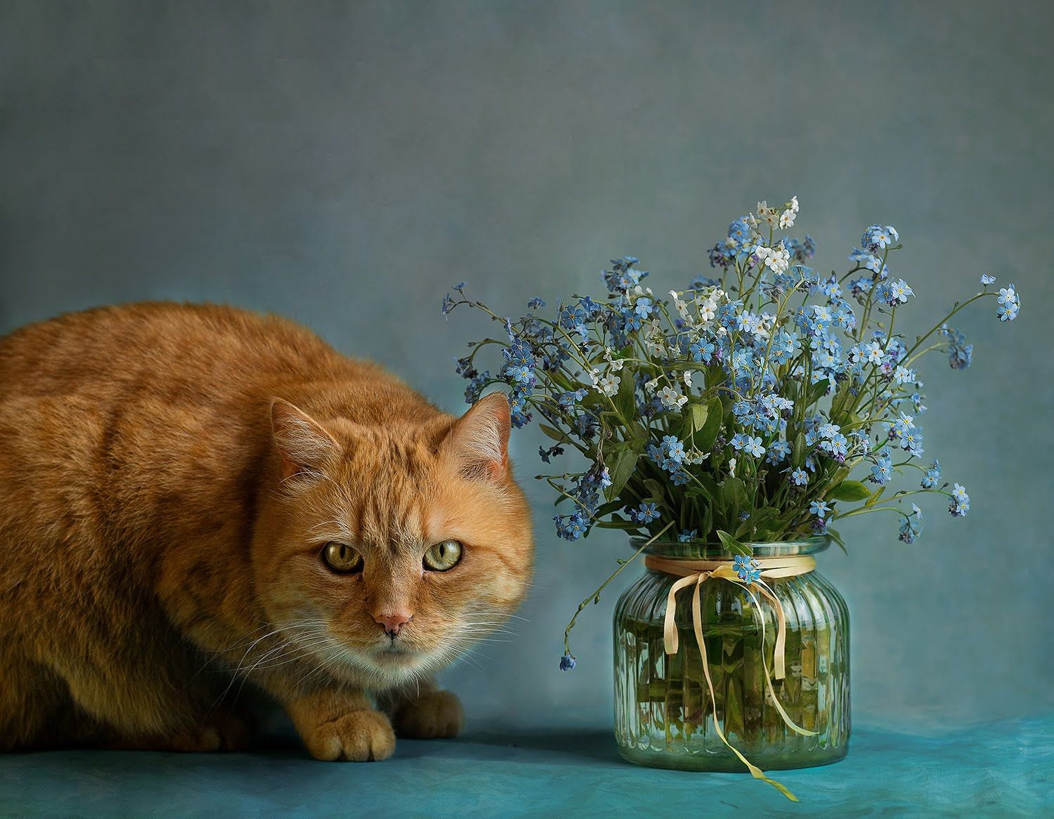 red, cat, blue, flowers, red cat, blue flowers, animal, pet, feline, kitten, domestic, fur, red, orange, animals, pets, mammal, kitty, cats, tabby, ginger, furry, sleep, eyes, looking, fluffy, adorable, cute, hair, whiskers, Анжелика Костин