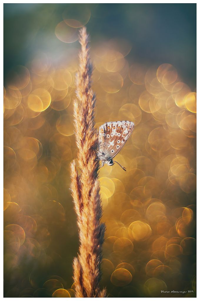 macro. nature, butterfly, close up, Ryszard Lal