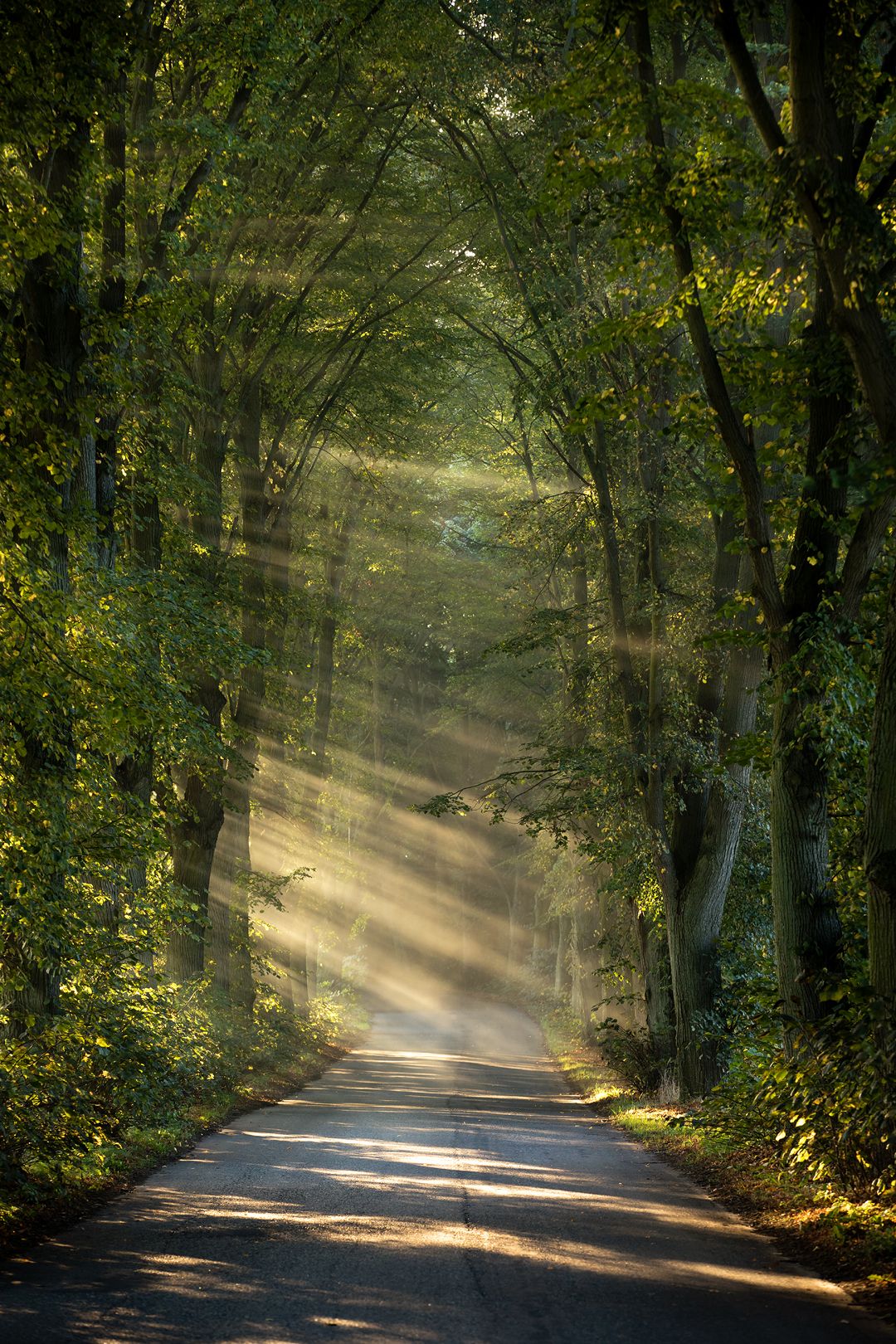 misty road foggy morning poland dranikowski trees tunnel autumn light beams way route path, Radoslaw Dranikowski