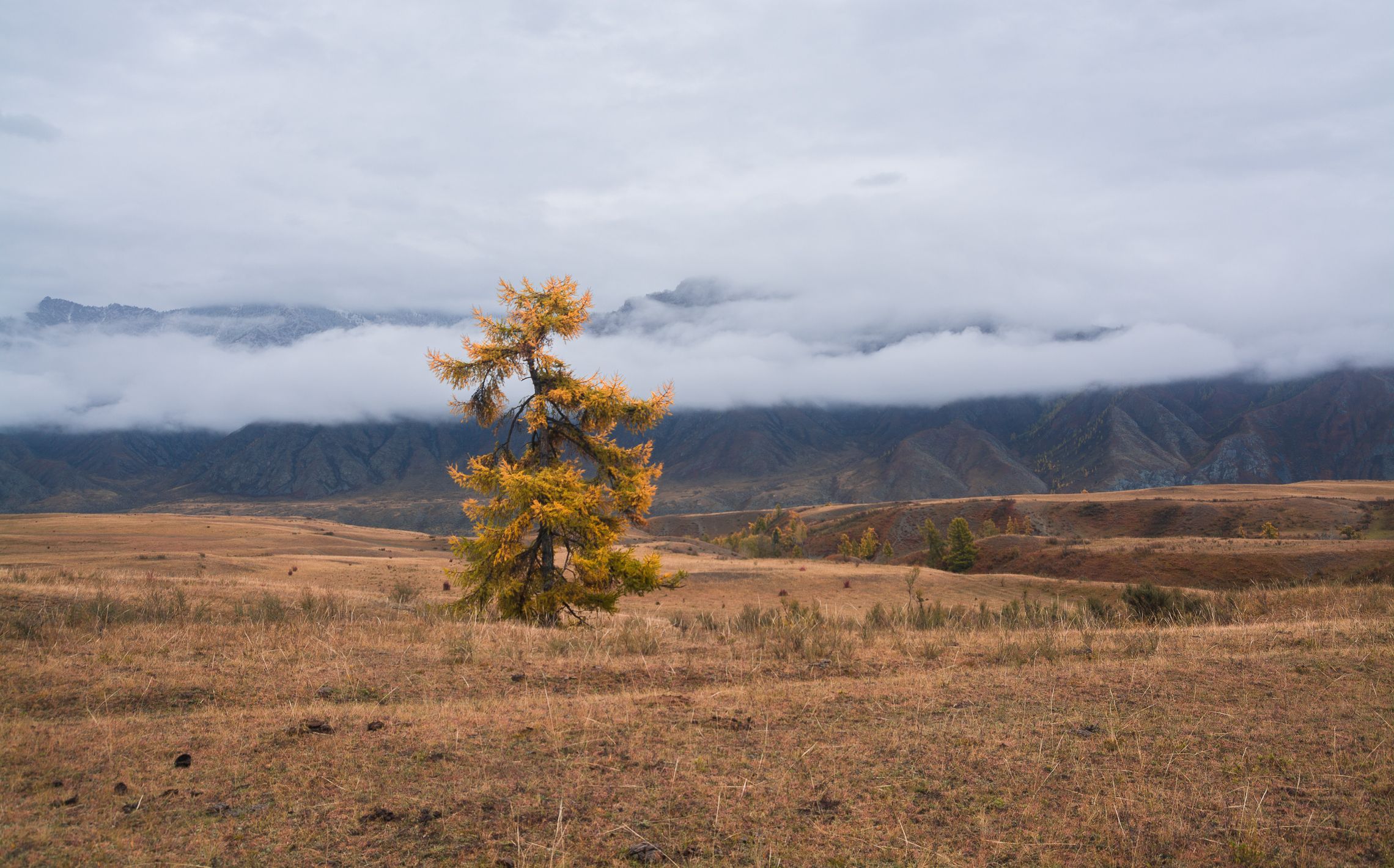 россия, горный алтай,лиственница,туман,горы, осень, Андрей Поляков