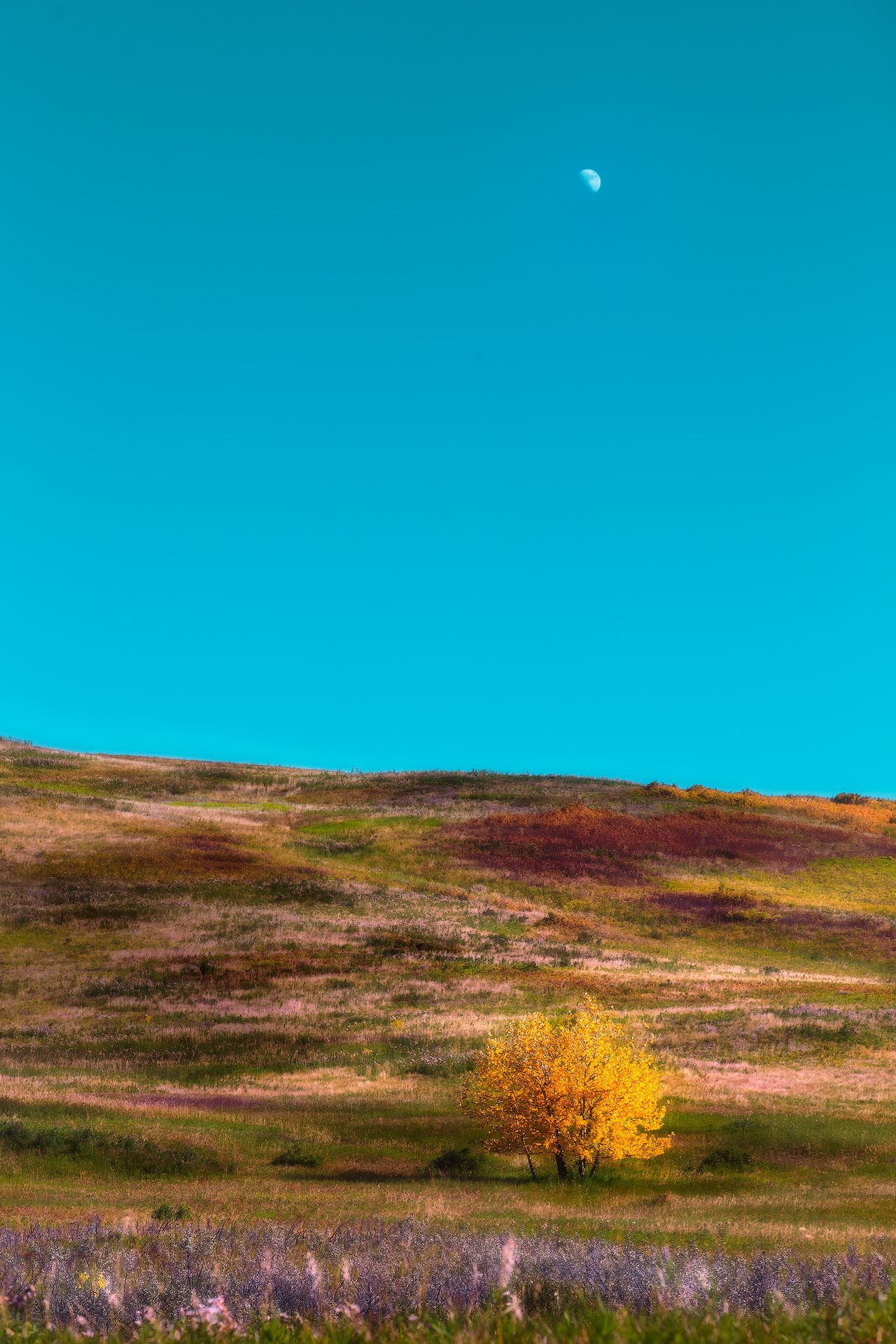 landscape, tree, autumn, sky, mood, grass, meadow, hill, mountain, lover, romantic, moon, day,, Huapu Zhao