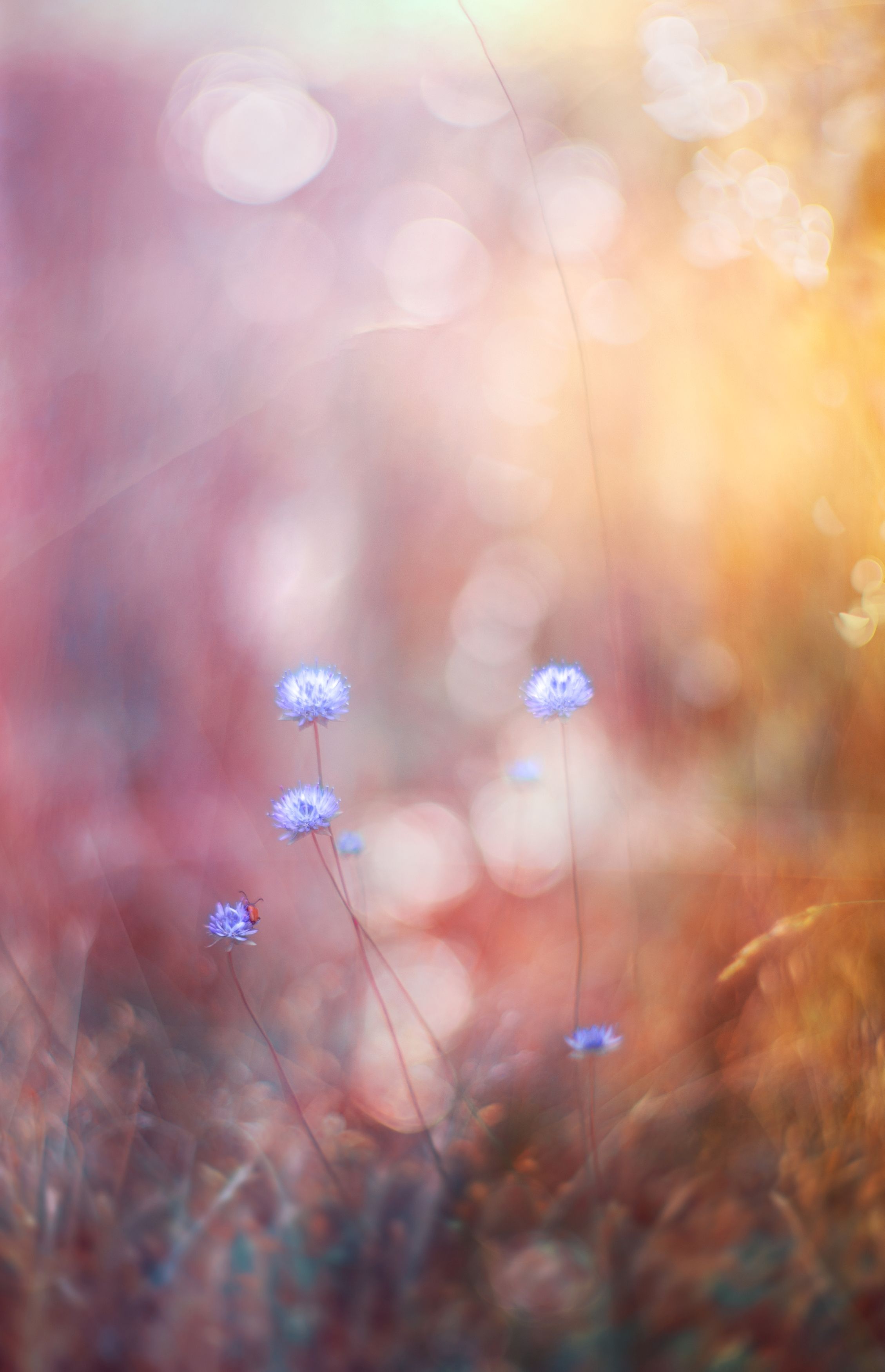 flowers,pink,blue,orange, Борислав Алексиев