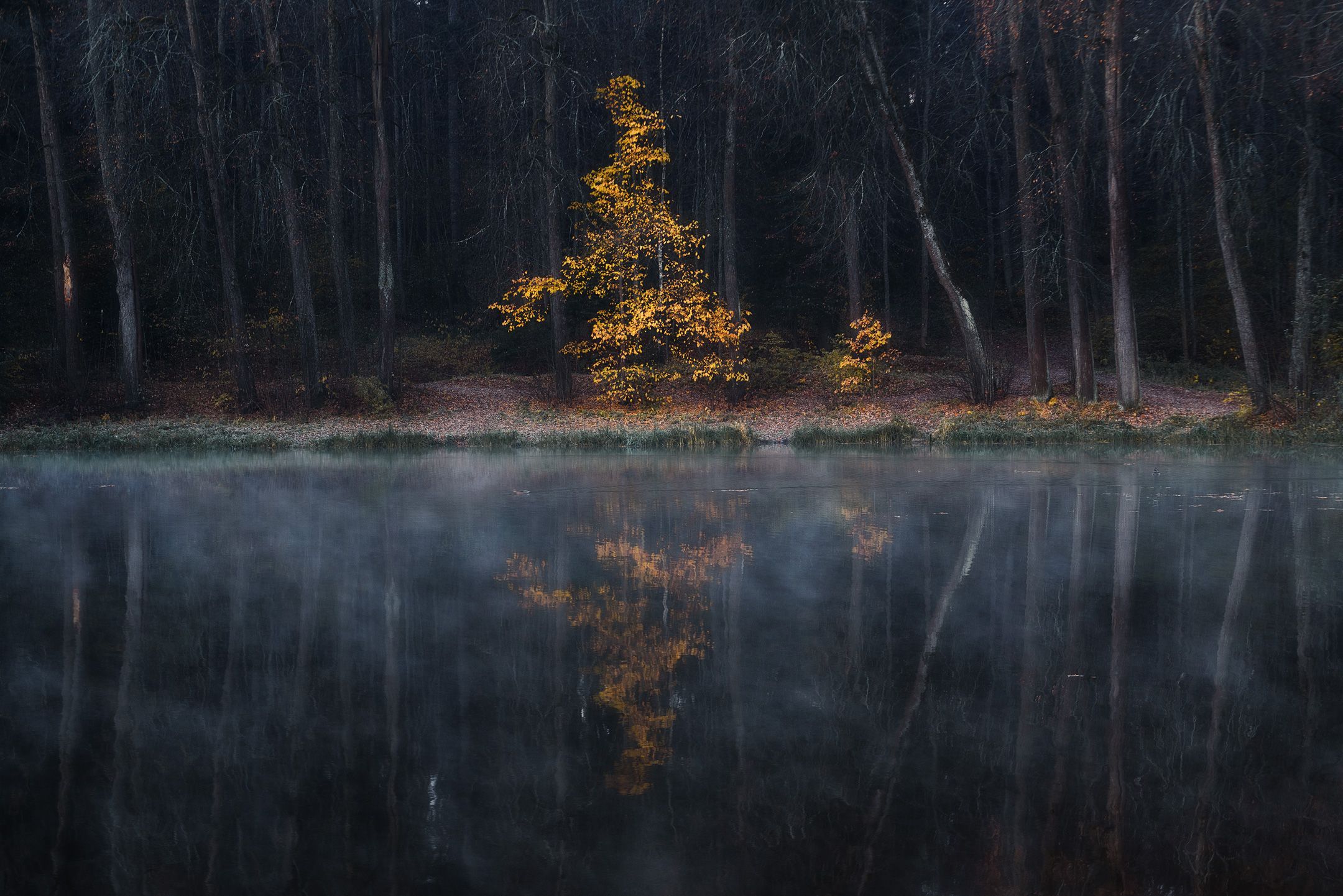 осень, дерево, туман, Андрей Баскевич