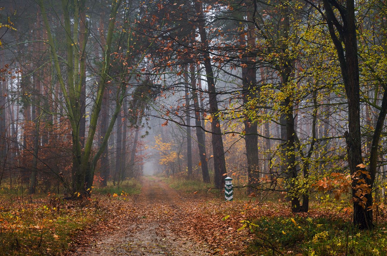 лес осень ноябрь поздняя туман, Галанзовская Оксана