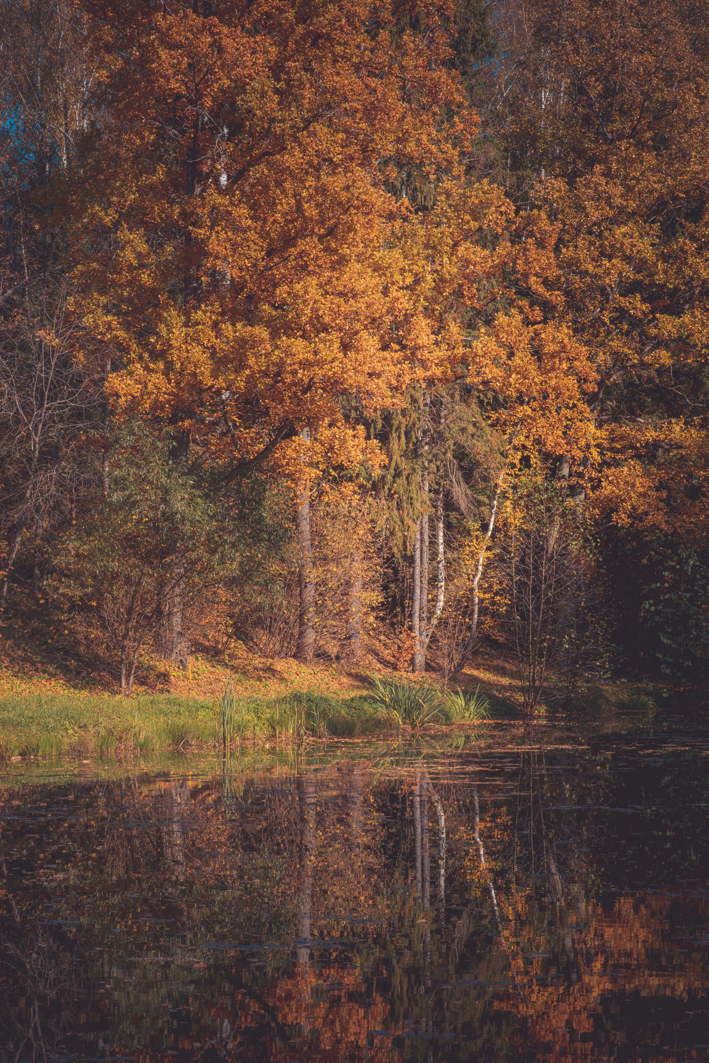 лес, пейзаж, осень, краски осени, солнце, деревья, пруд, озеро, Владимир Фирсов