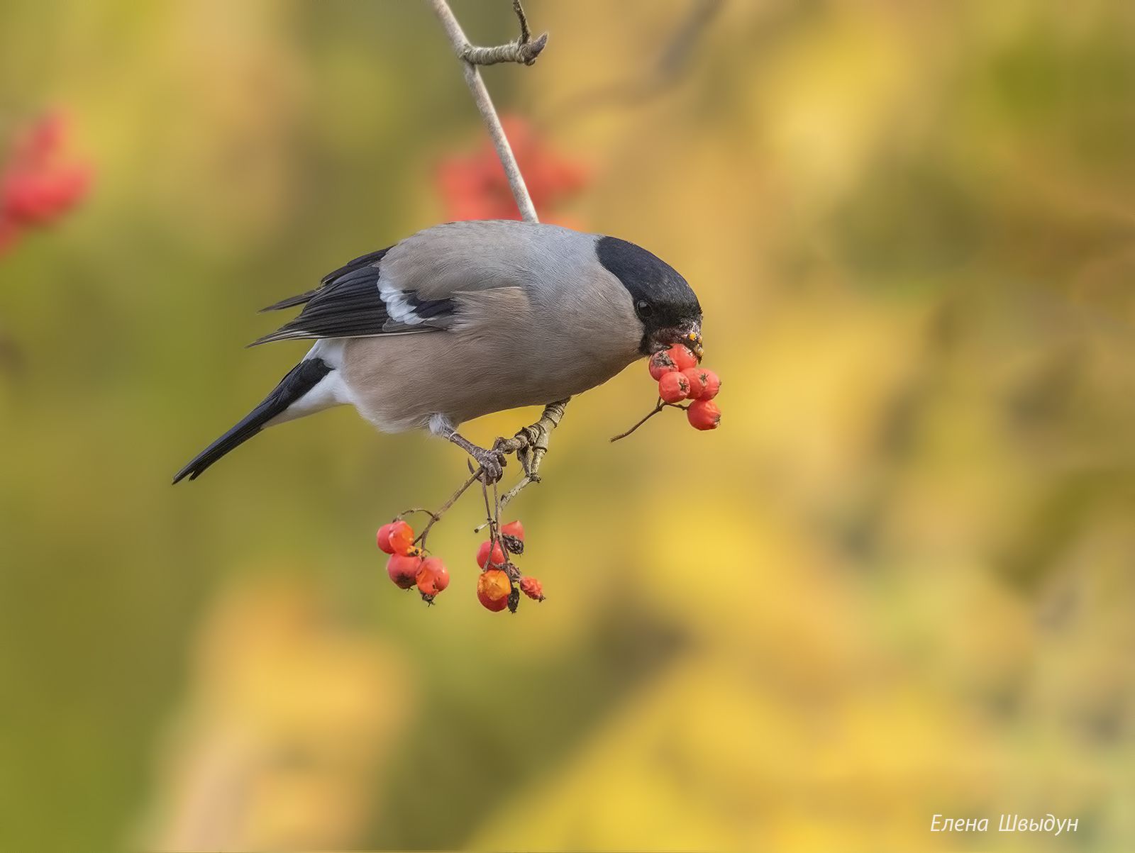 bird of prey, animal, birds, bird,  animal wildlife,  nature,  animals in the wild, снегирь, bullfinch, птицы, птица, Елена Швыдун