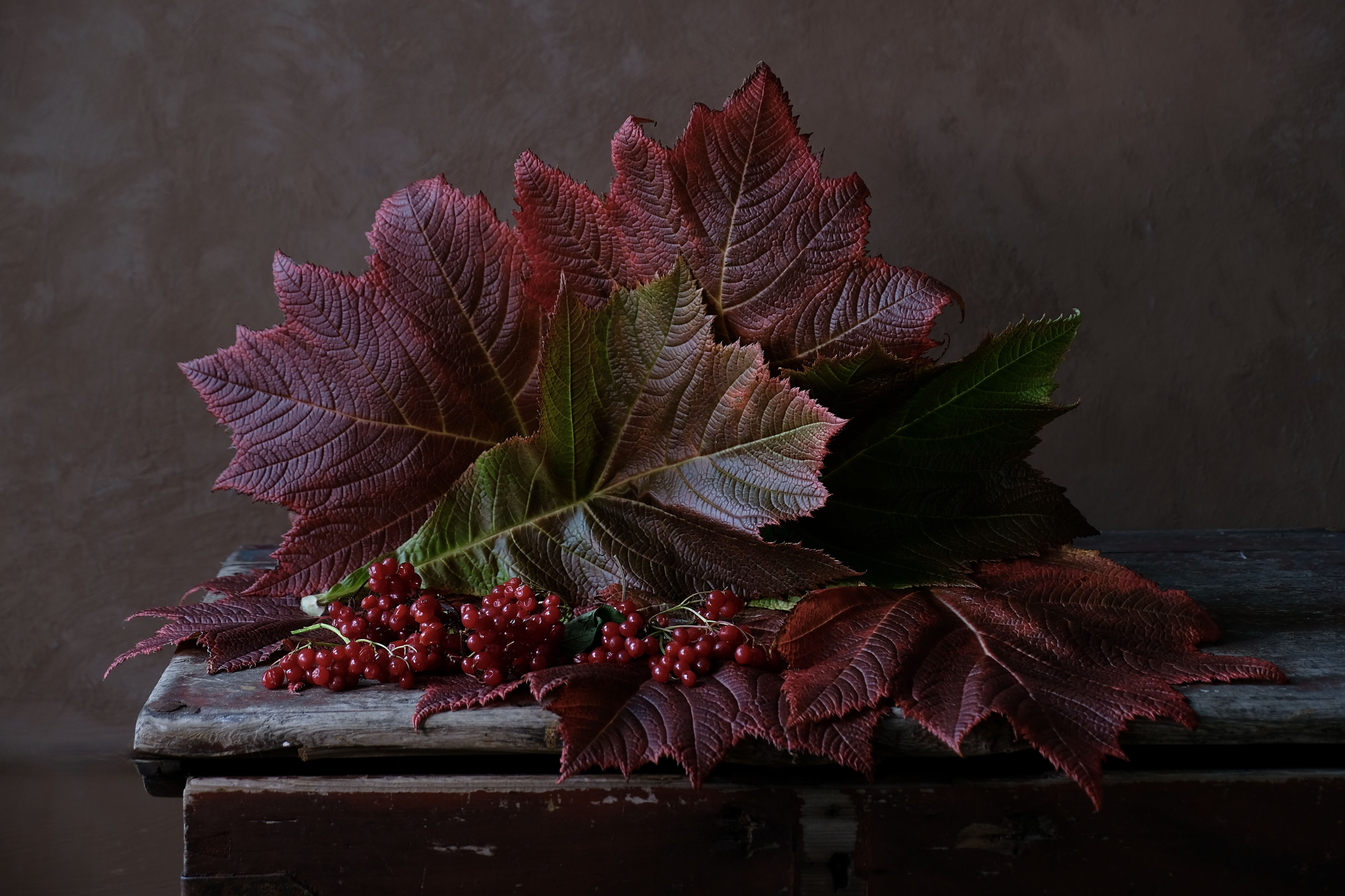 Still life, Autumn, Fall, осень, leaves, viburnum, colors, light, калина, , Svetlana Povarova Ree