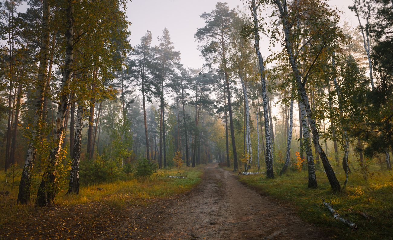 лес осень октябрь утро рассвет, Галанзовская Оксана