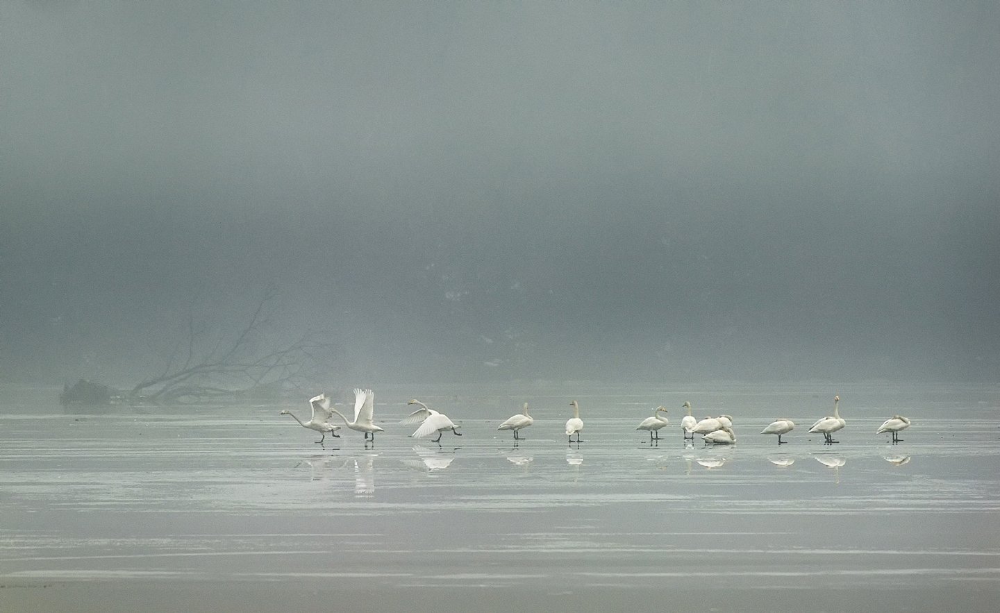 Rainy day, Swan, Swans, KIM SUK EUN