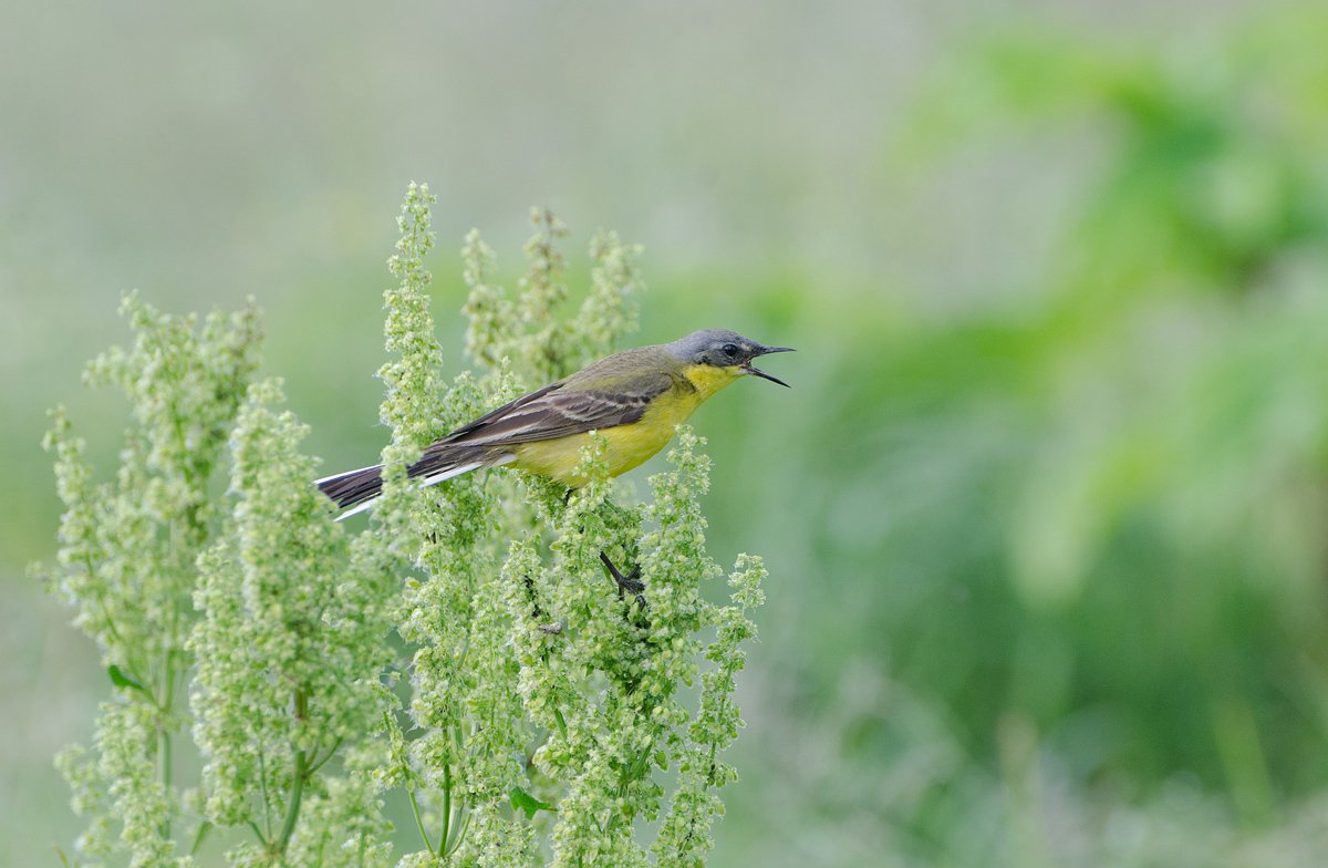 птица, трясогузка, жёлтая, Михаил Агеев