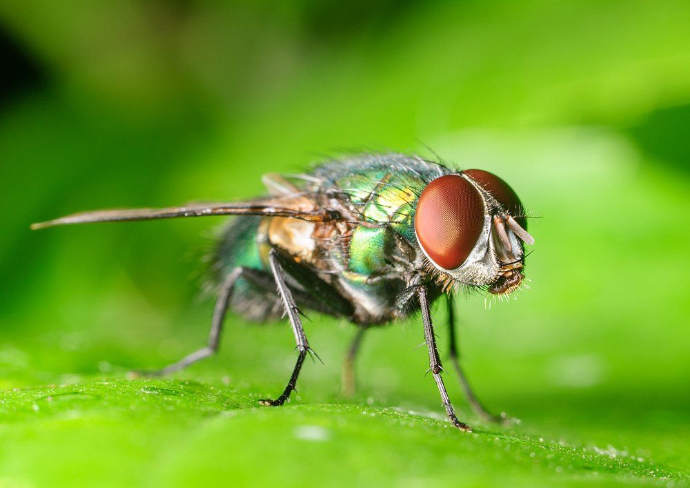 Fly, Macro, Зеленая, Макро, Муха, Виктор