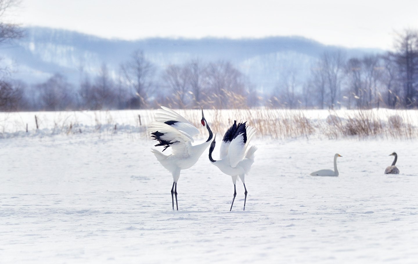 Crane, Love, Swan, KIM SUK EUN