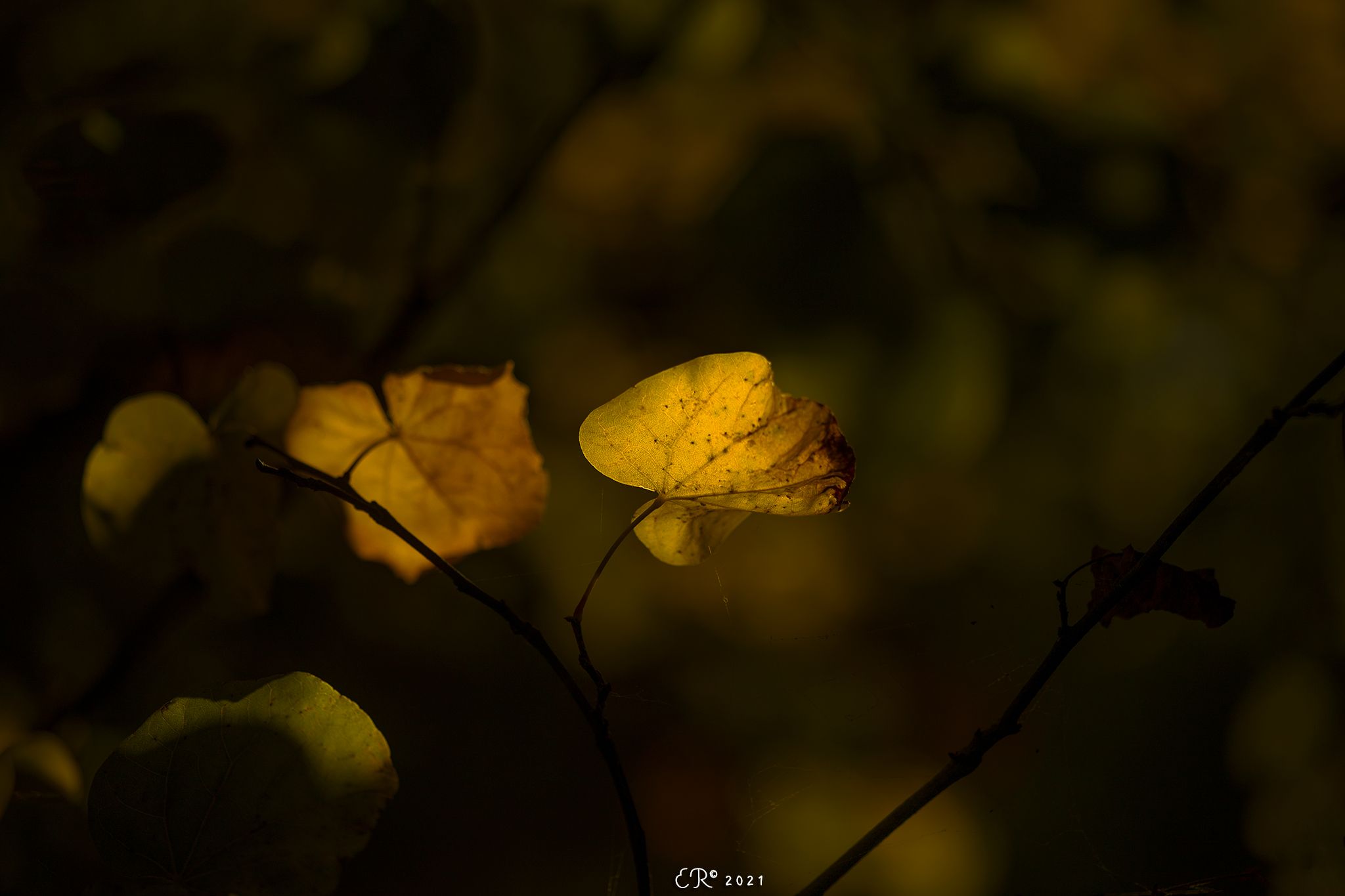 fall, autumn, leaves, foliage, dark, low key, Eugenia Righi
