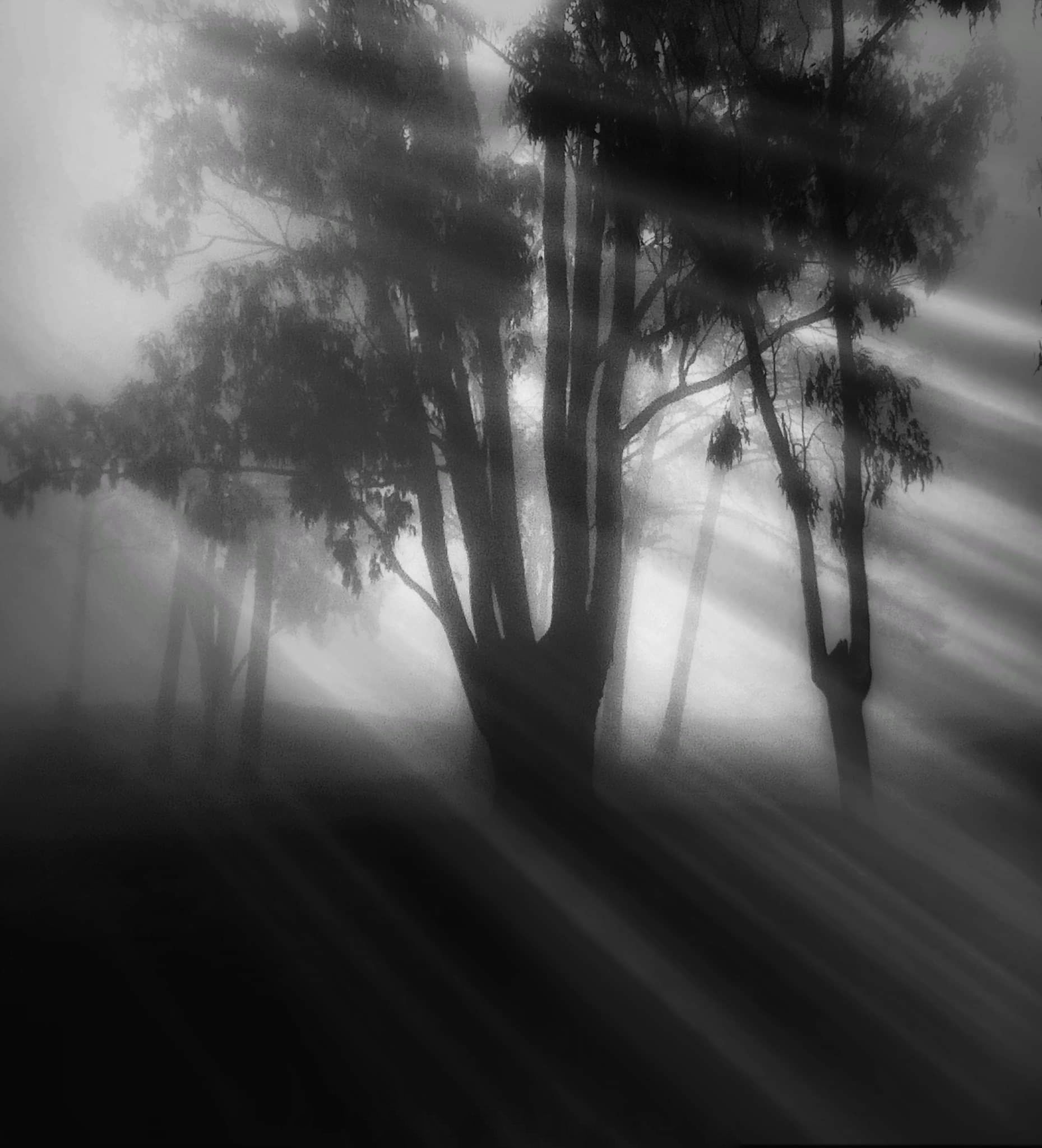#tree #blackandwhite #fog #landscape, Ahmad LOUKILI
