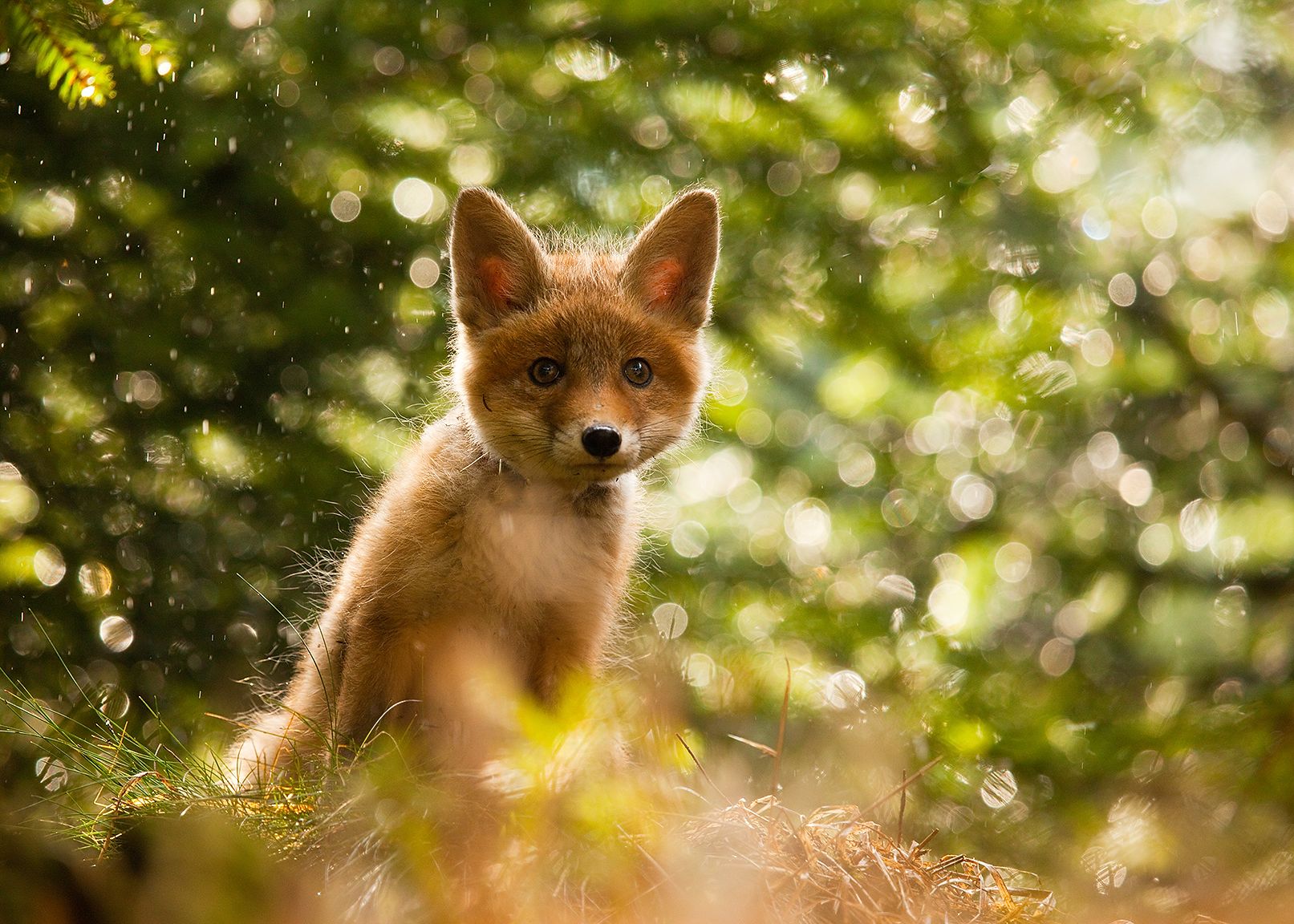 , Robert Adamec