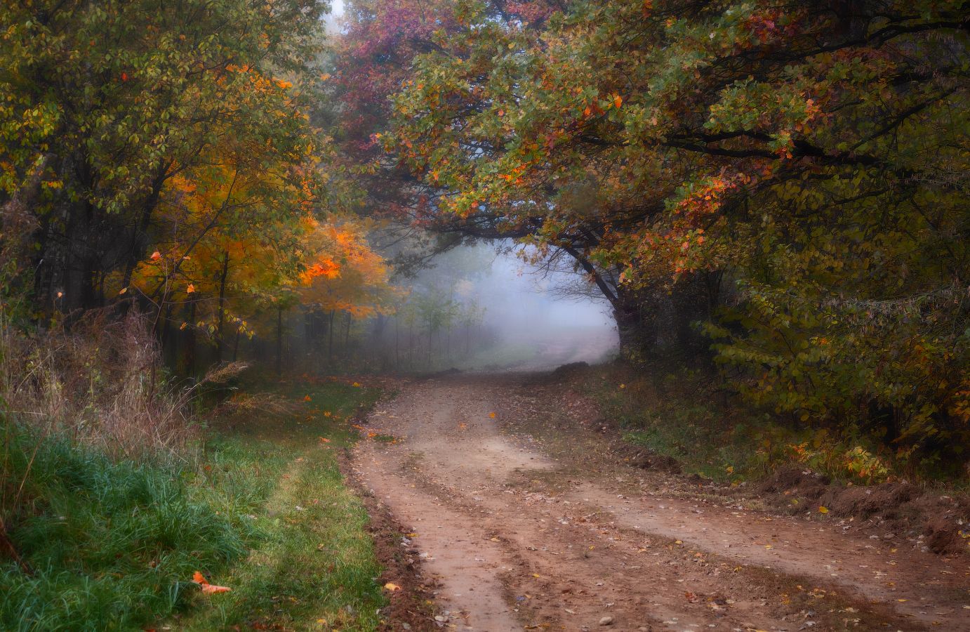 осень, дорога, туман, деревья,, Сергей Шабуневич