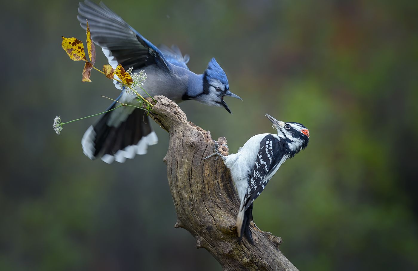 blue jay vs. hairy woodpecker (male)  ,bird  ,animal wildlife , animals in the wild, AlexsanderBB