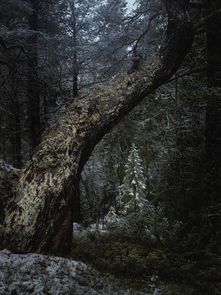 winter,forest,woods,woodland,snow,tree,trees,norway,boreal,cold,frost,, Adrian Szatewicz