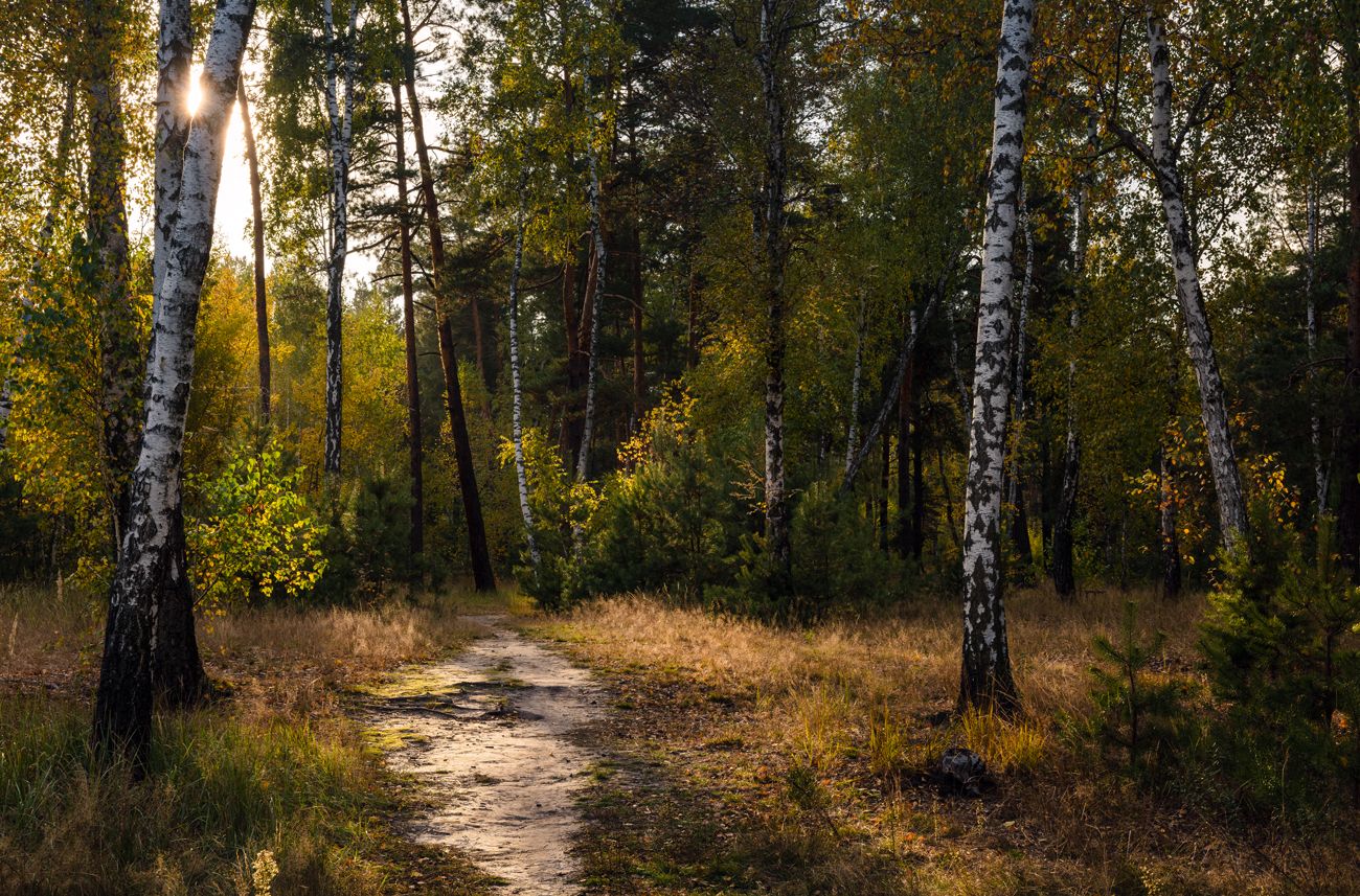 лес осень октябрь вечер закат, Галанзовская Оксана